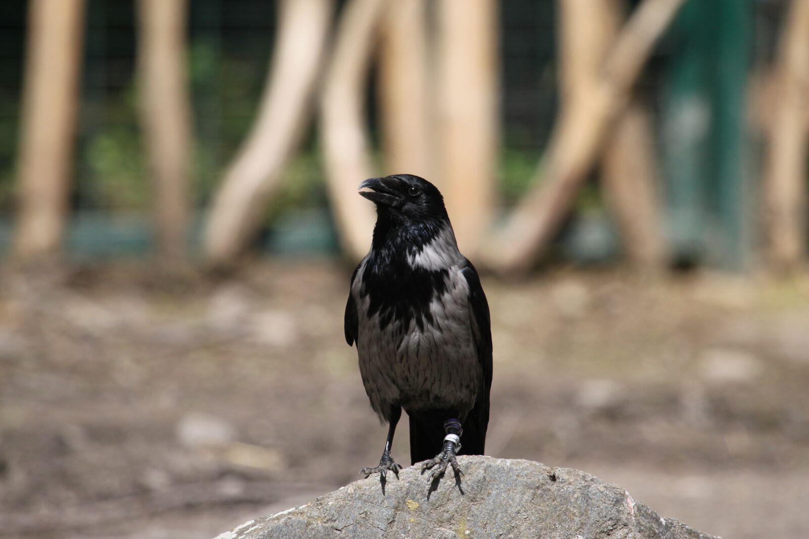 Canon EOS 500D (EOS Rebel T1i / EOS Kiss X3) sample photo. Raabe, bird, mystical photography