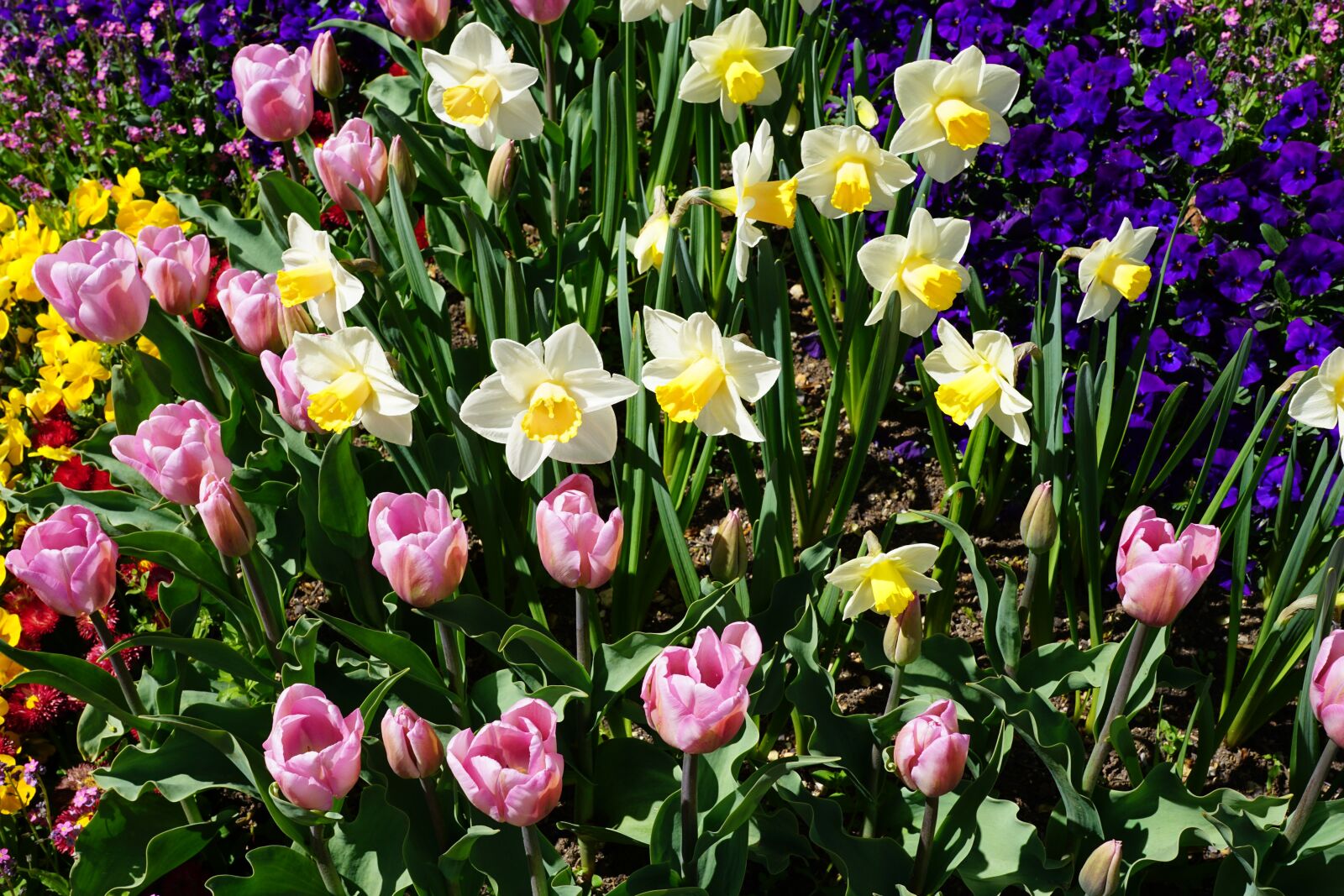 Sony DT 16-50mm F2.8 SSM sample photo. Daffodils, tulips, yellow photography