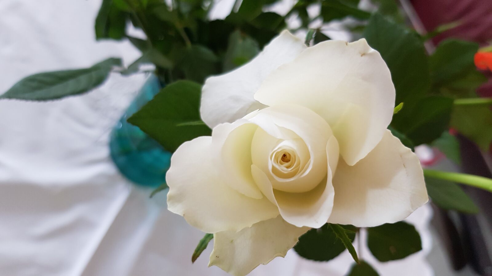 Samsung Galaxy S8 sample photo. Rose, flower, beauty photography