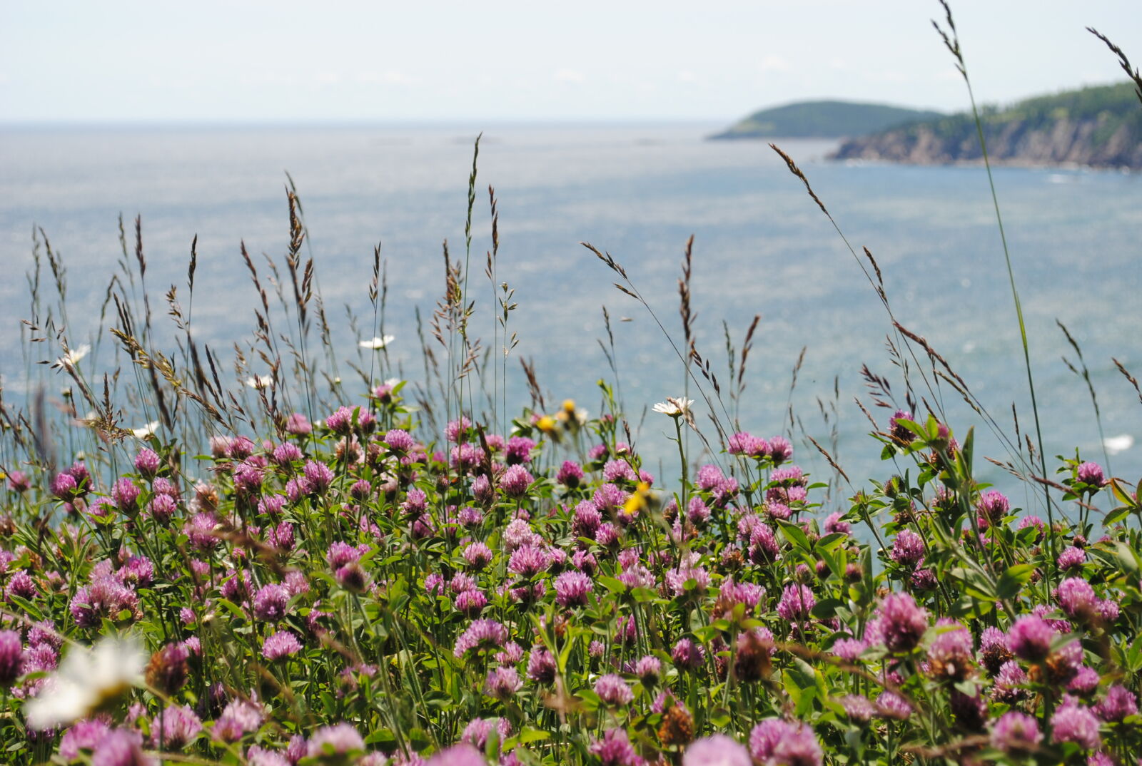 Nikon D3000 sample photo. Close, up, of, wildflowers photography
