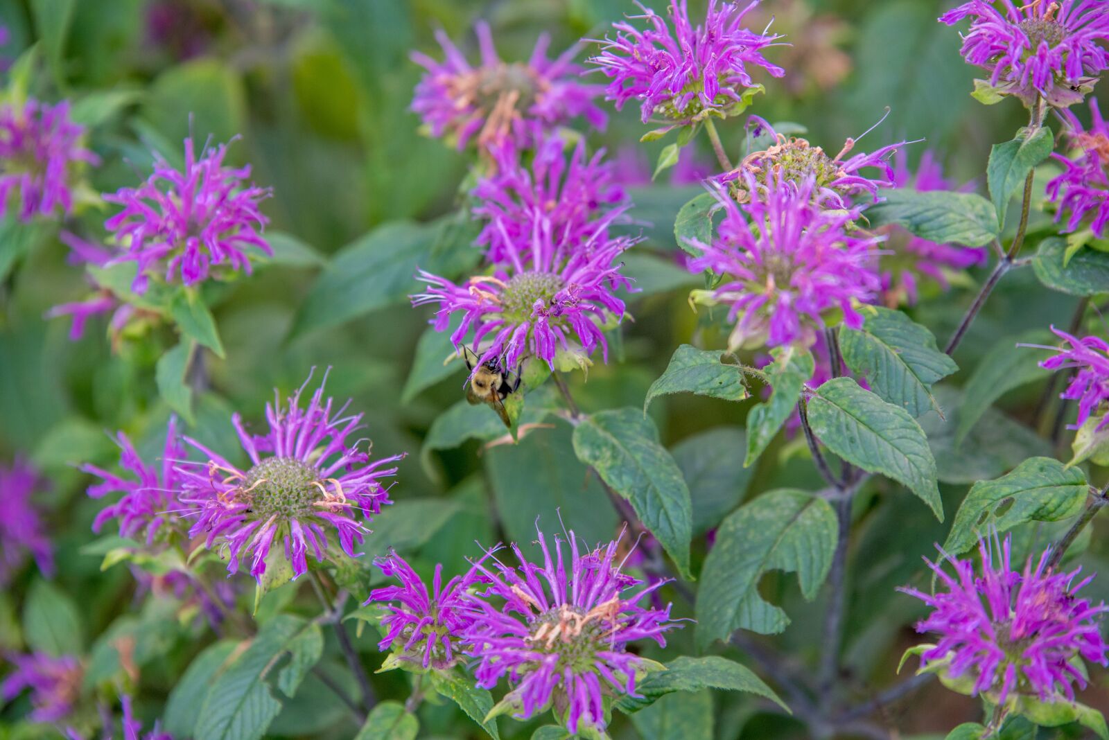 Nikon D750 sample photo. Purple, flowers, plants photography