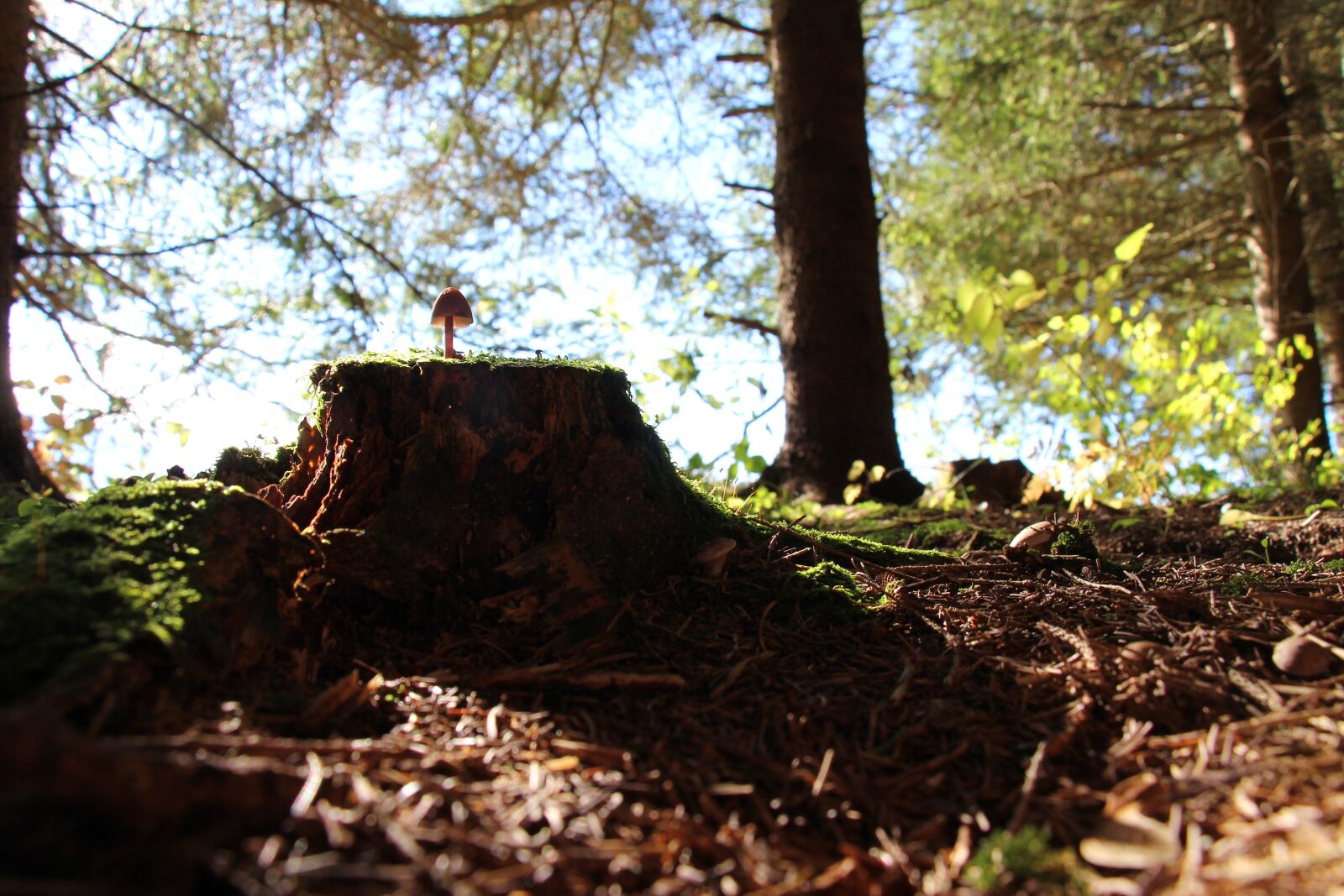 Canon EOS 700D (EOS Rebel T5i / EOS Kiss X7i) sample photo. Forest, mushroom, tree stump photography