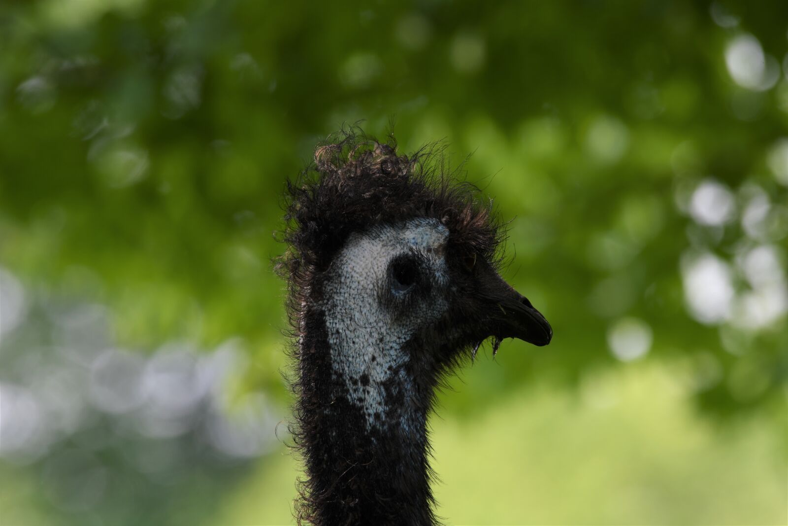 Nikon D850 sample photo. Emu, bird, zoo photography