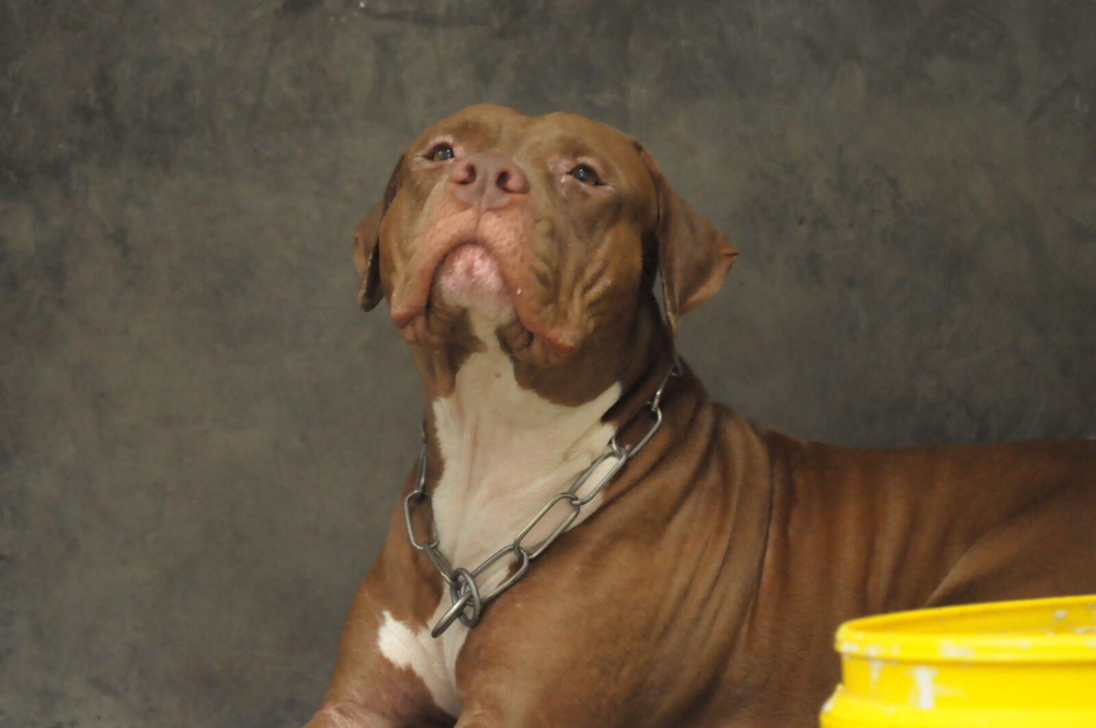Nikon D5000 sample photo. Dog, sticking, out, tongue photography