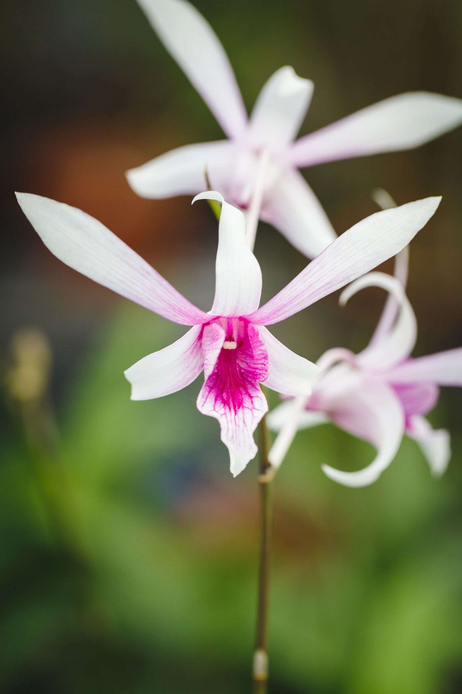Canon EF 100mm F2.8L Macro IS USM sample photo. Natural, pure, fresh photography