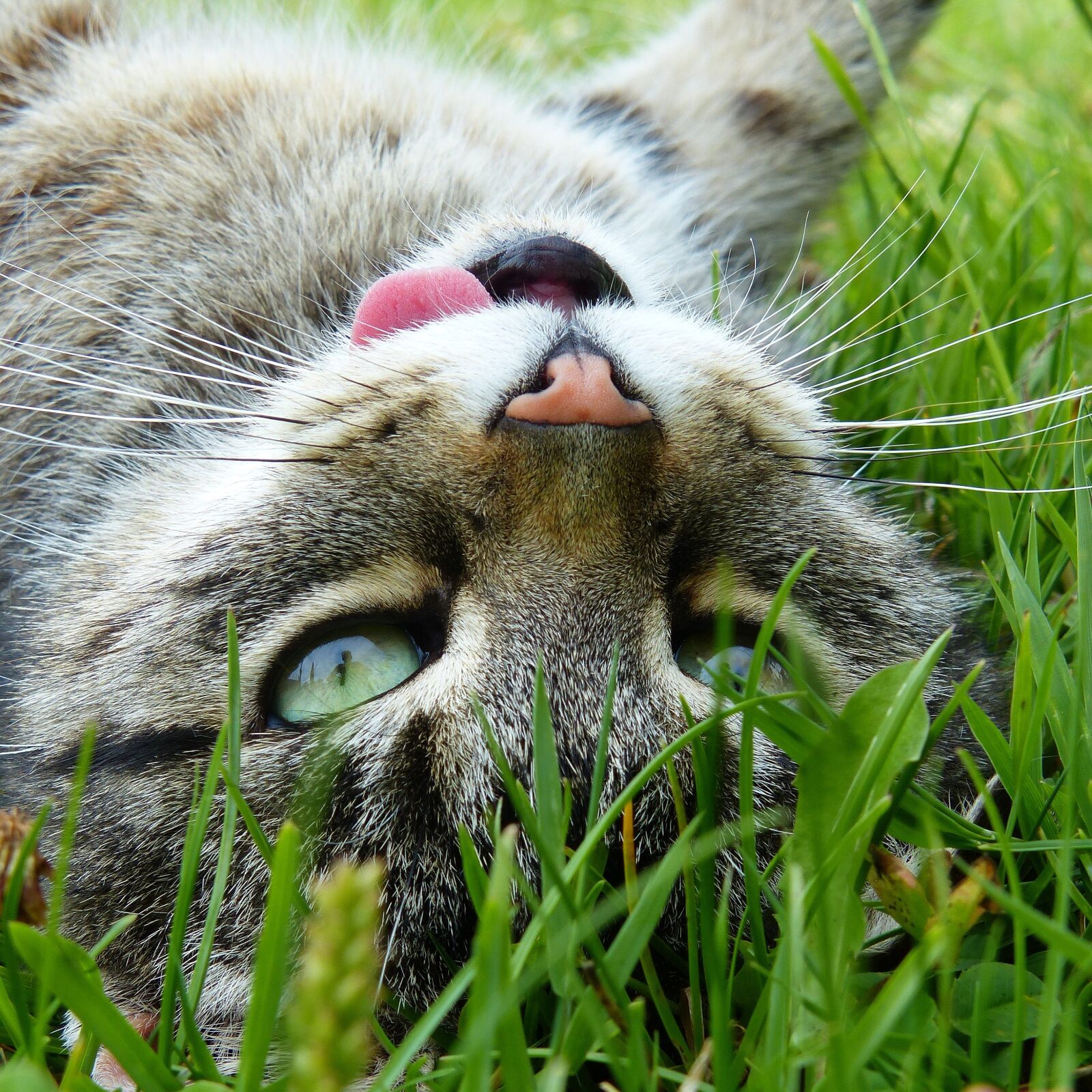 Panasonic Lumix DMC-FZ200 sample photo. Cat, tiger, getiegert photography