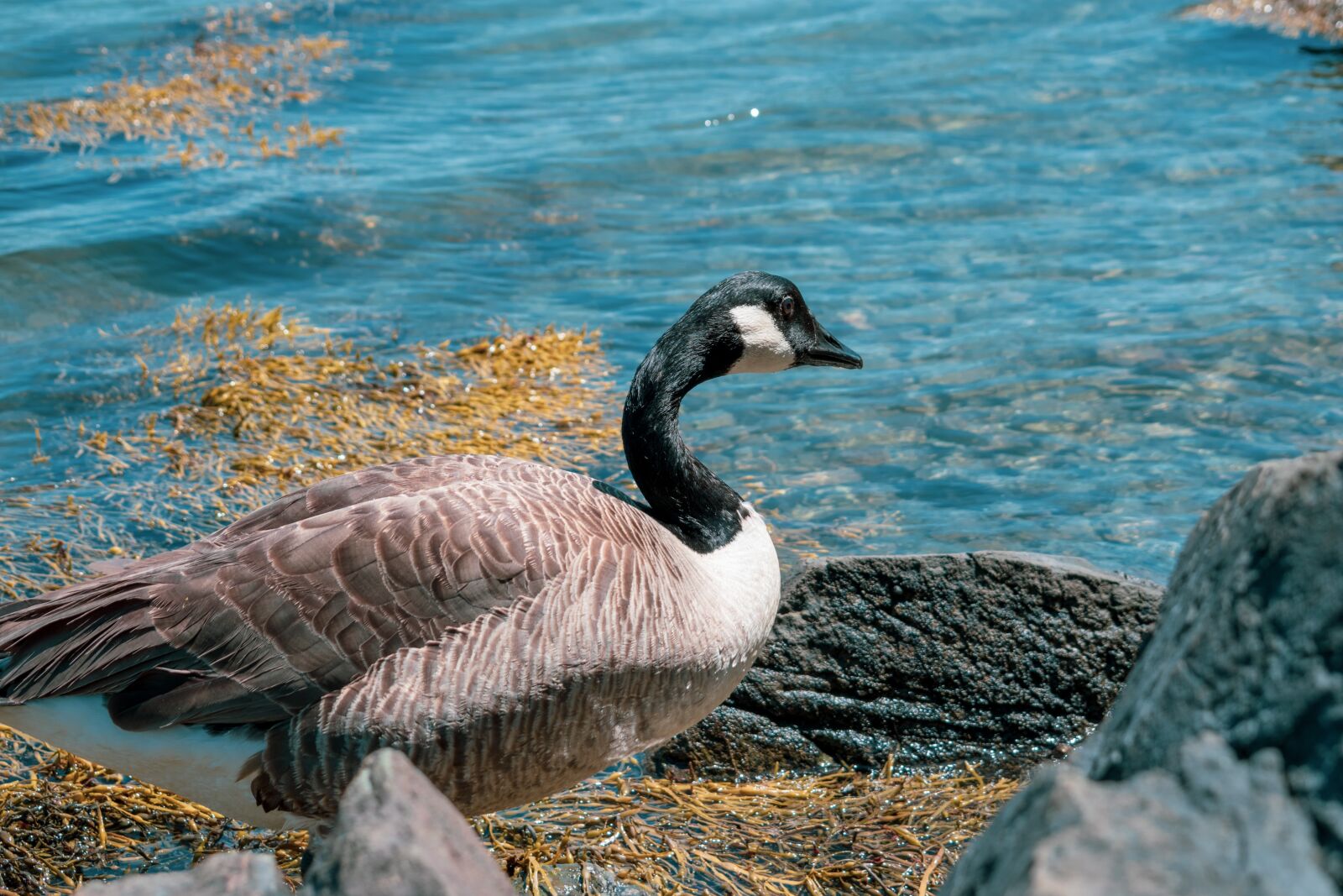 Nikon D5600 sample photo. Animal, beach, beak photography