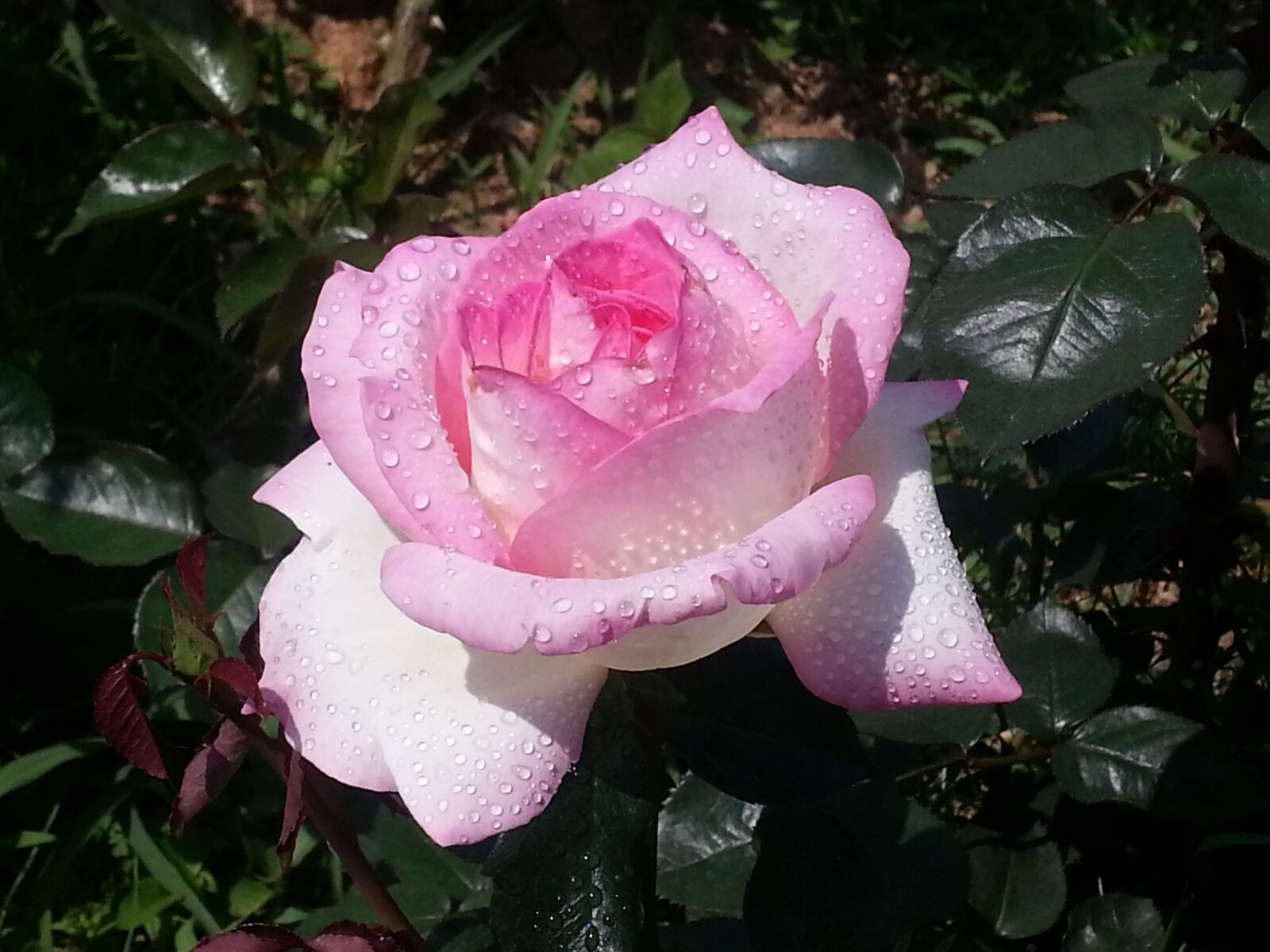 Samsung Galaxy S3 sample photo. Rose park, changwon, rose photography