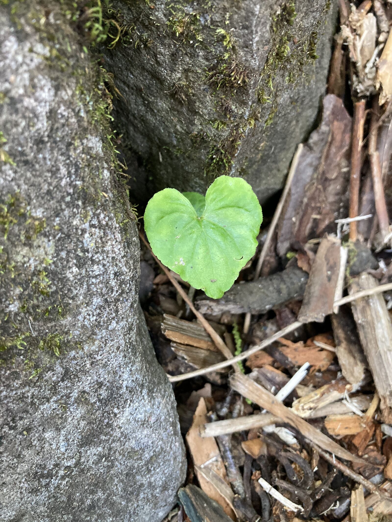 iPhone SE back camera 3.99mm f/1.8 sample photo. Heart, leaf, nature photography