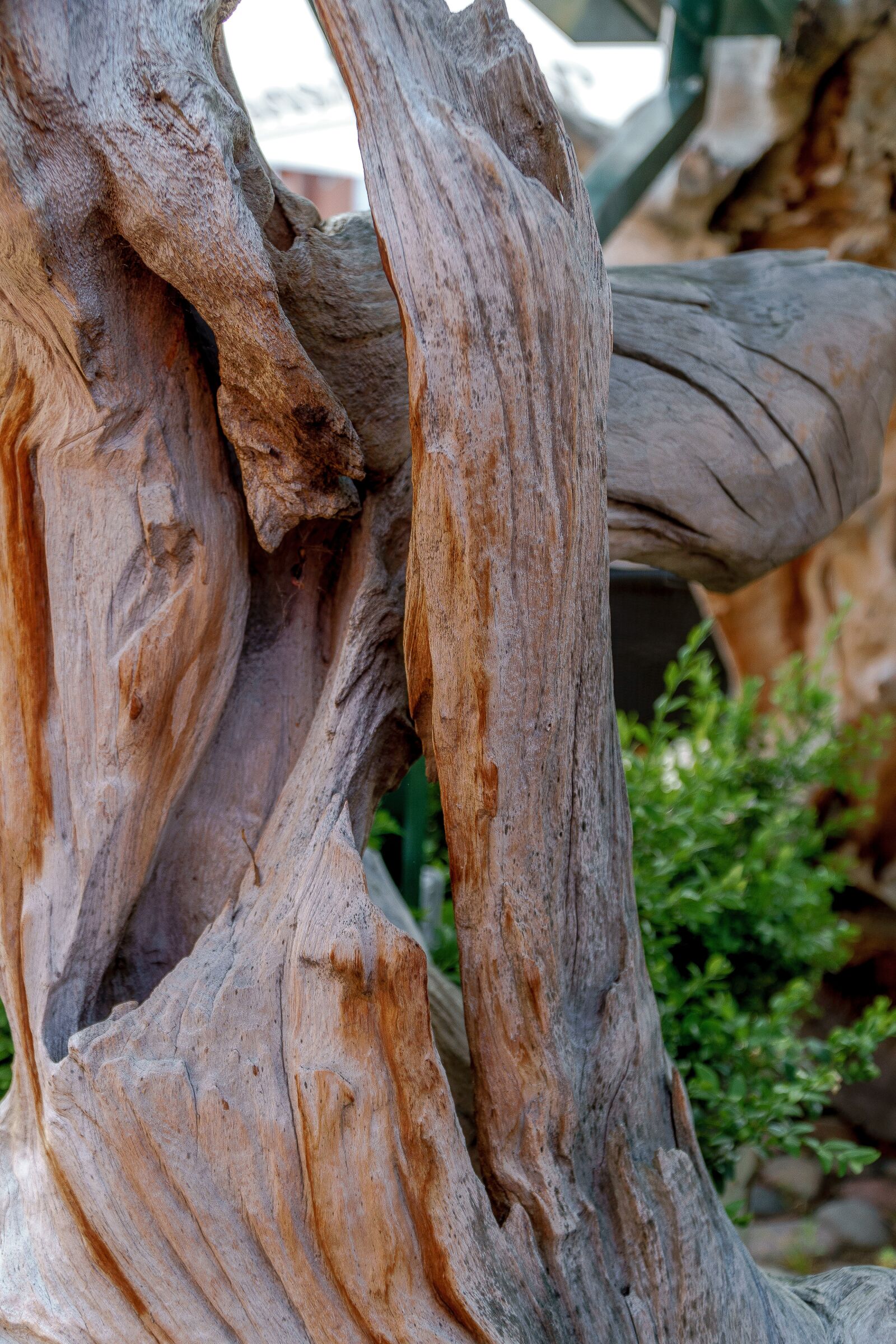 Sony a6000 + Sony E PZ 18-105mm F4 G OSS sample photo. Heiligenhafen, wood, tree photography