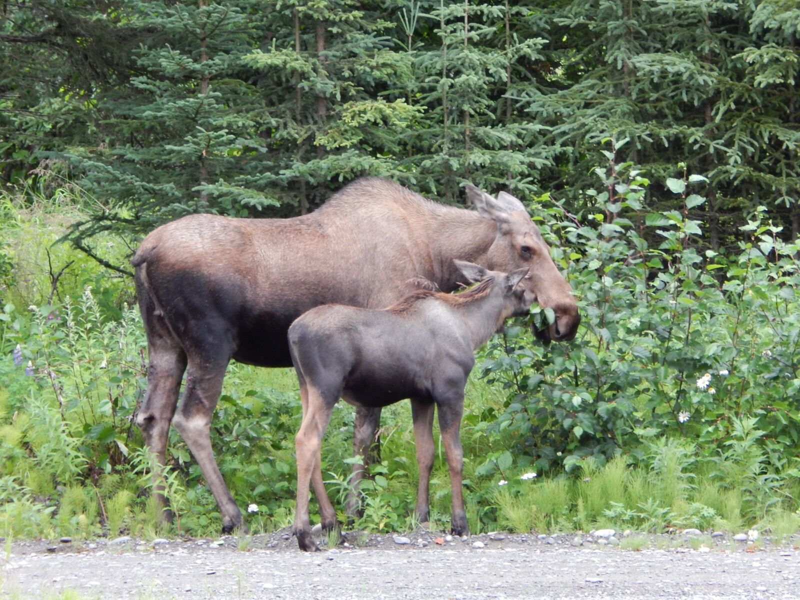 Nikon Coolpix L820 sample photo. Moose, outdoors, wildlife photography