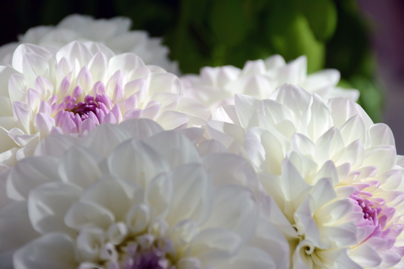 Nikon D7100 sample photo. Nature, spring, white flower photography