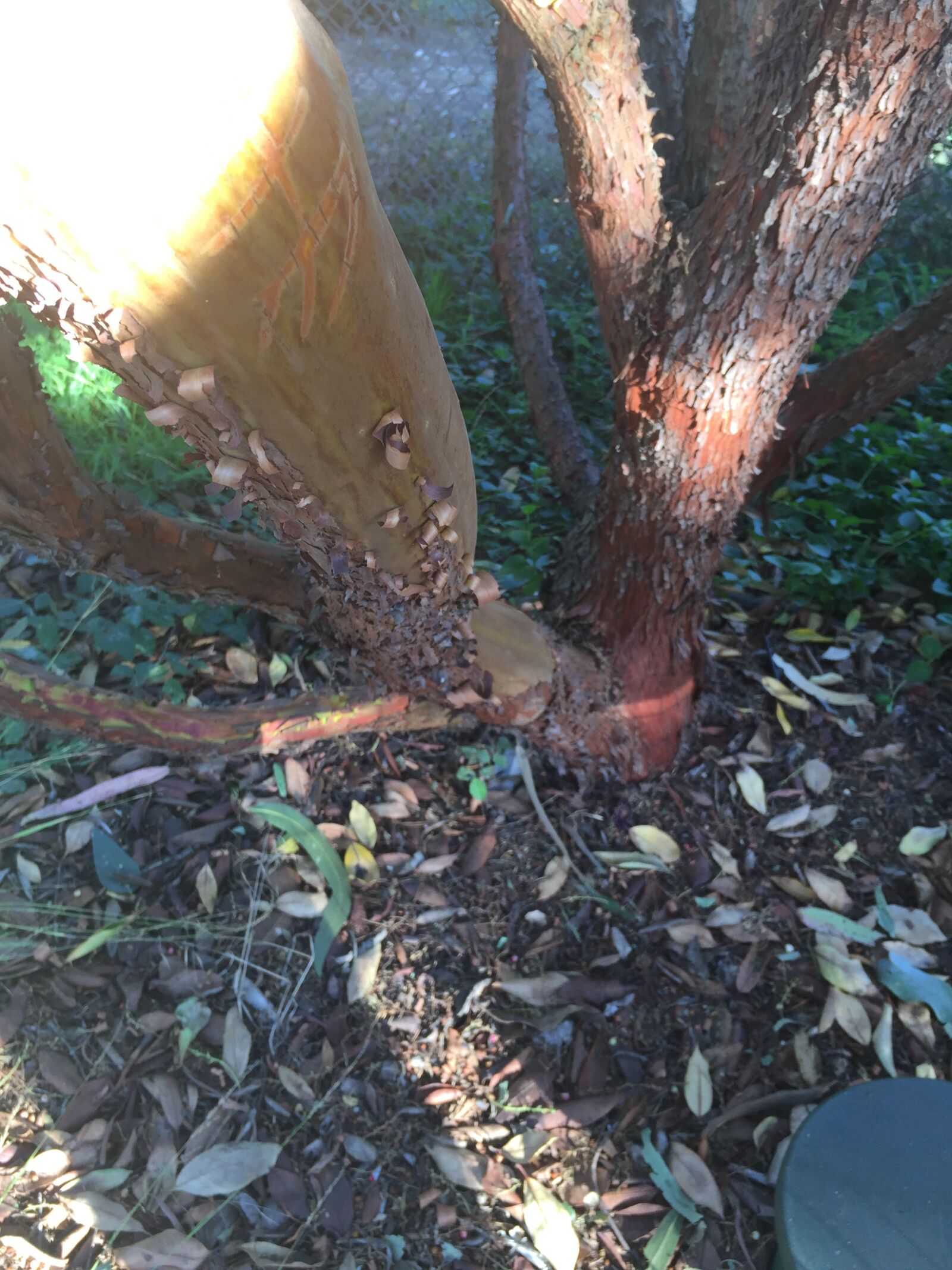 iPhone 6 back camera 4.15mm f/2.2 sample photo. Tree, bark, pattern photography