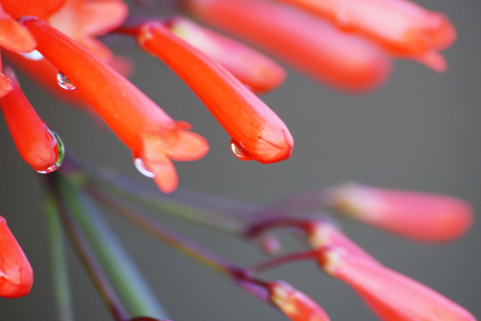 Sony ILCA-77M2 sample photo. Dew, drop, droplet, droplets photography