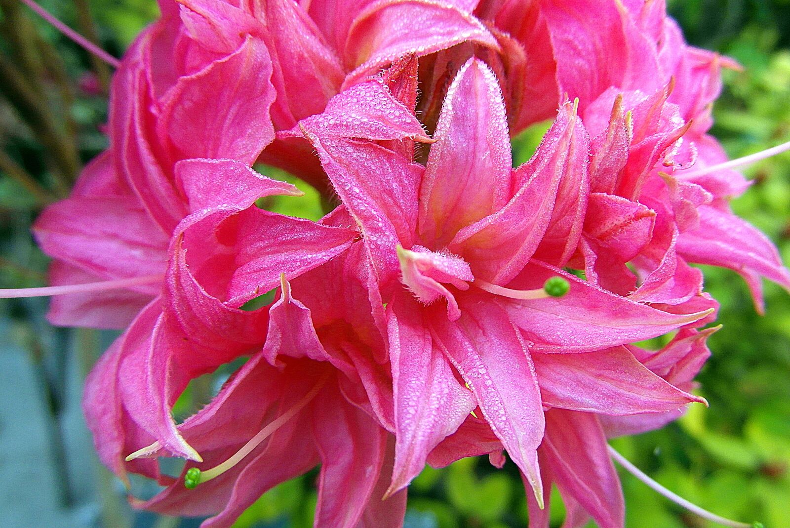 Samsung WB750 sample photo. Azalea, flower, garden photography