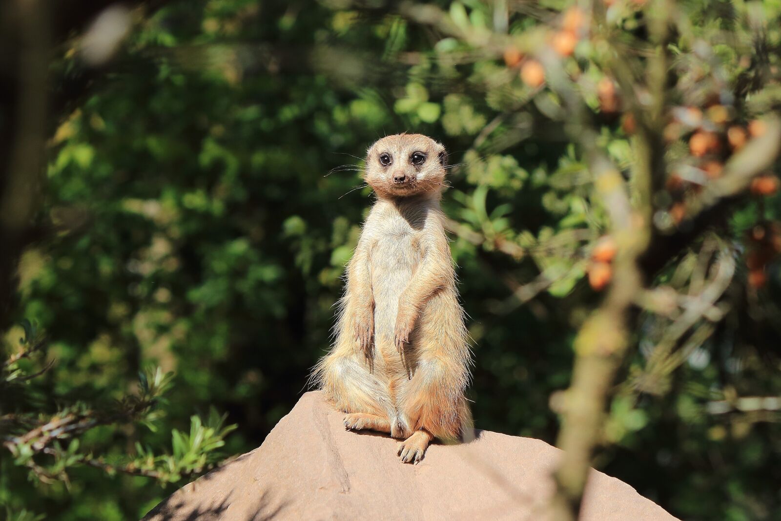 Canon EF-S 55-250mm F4-5.6 IS II sample photo. Meerkat, zoo, animal photography