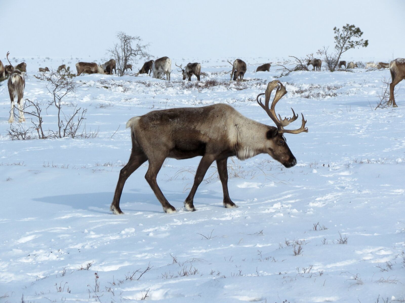 Canon PowerShot SX40 HS sample photo. Reindeer, the herd, pasture photography