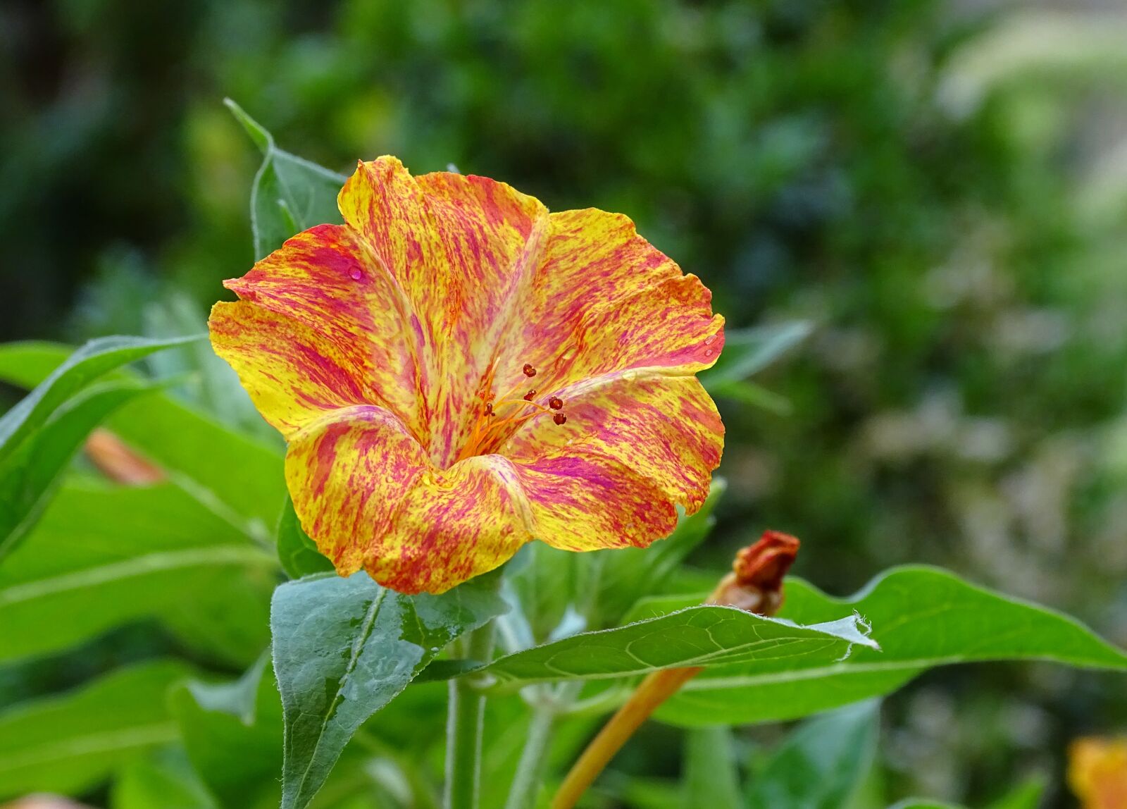Sony Cyber-shot DSC-HX400V sample photo. Sand, mirabilis jalapa, yellow photography