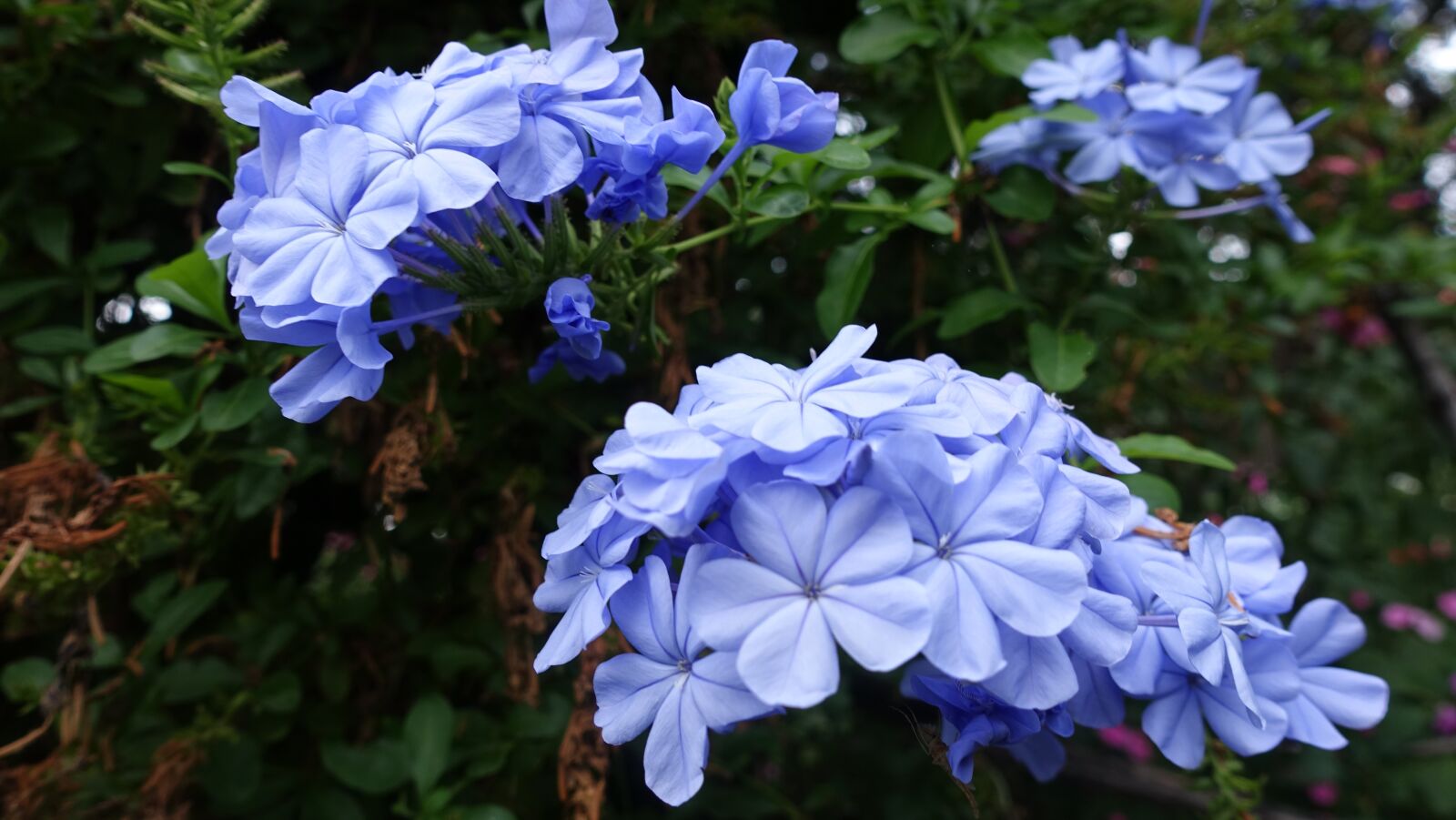 Sony Cyber-shot DSC-RX100 IV sample photo. Flowers, blue, blossom photography