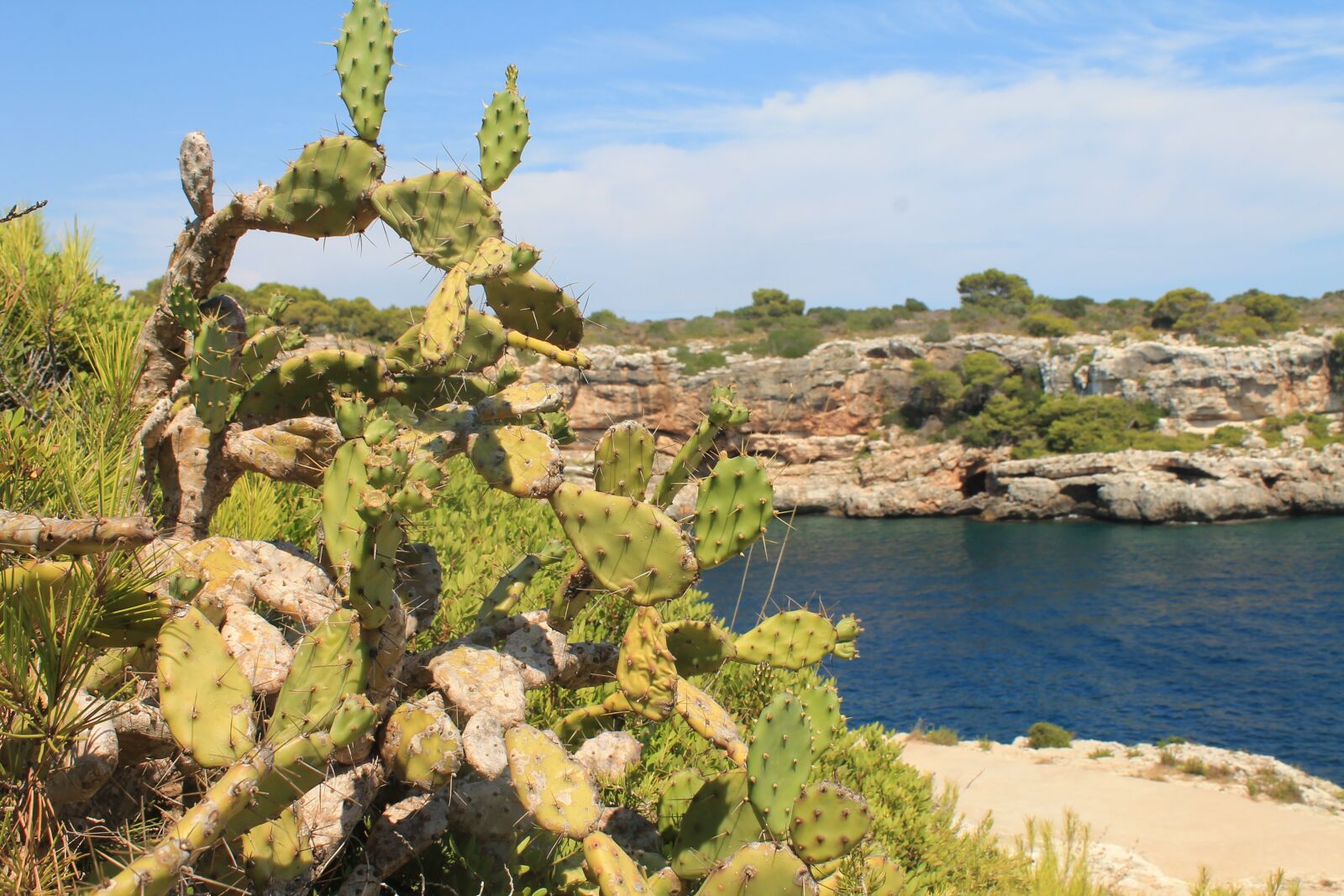 Canon EOS 1100D (EOS Rebel T3 / EOS Kiss X50) sample photo. Cactus, mediterranean, prickly photography