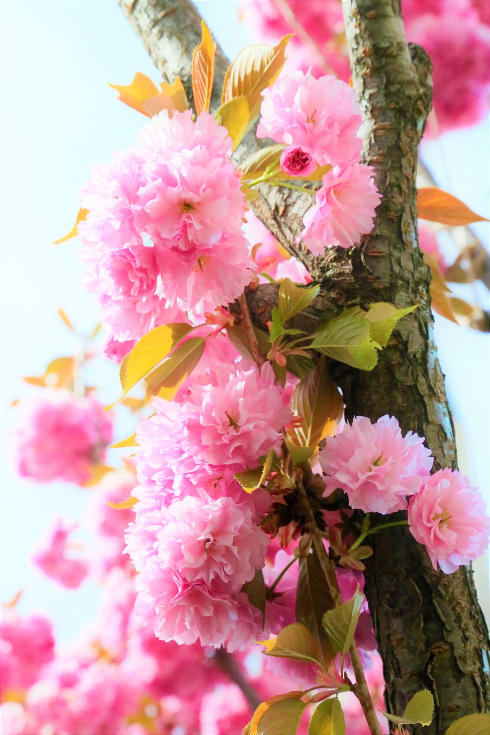 Canon EF 24-105mm F4L IS USM sample photo. Flowers, spring, tree photography