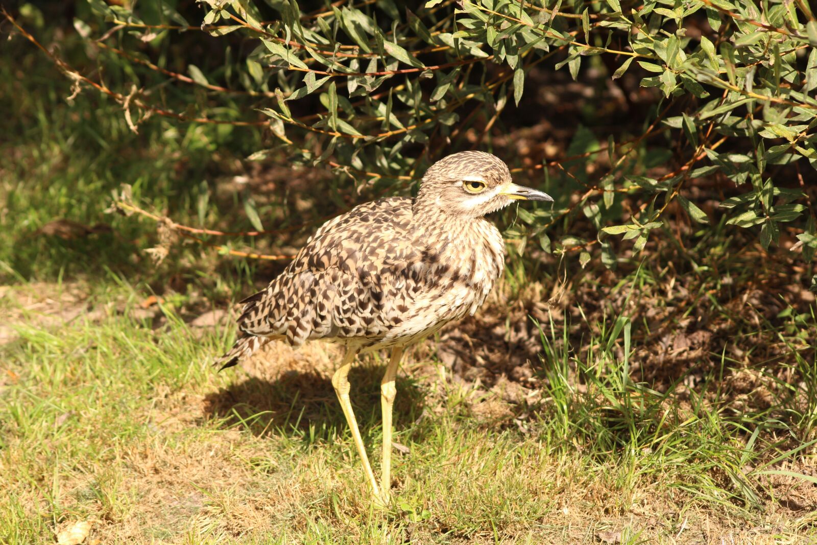 Canon EOS 600D (Rebel EOS T3i / EOS Kiss X5) sample photo. Bird, zoo, wild bird photography