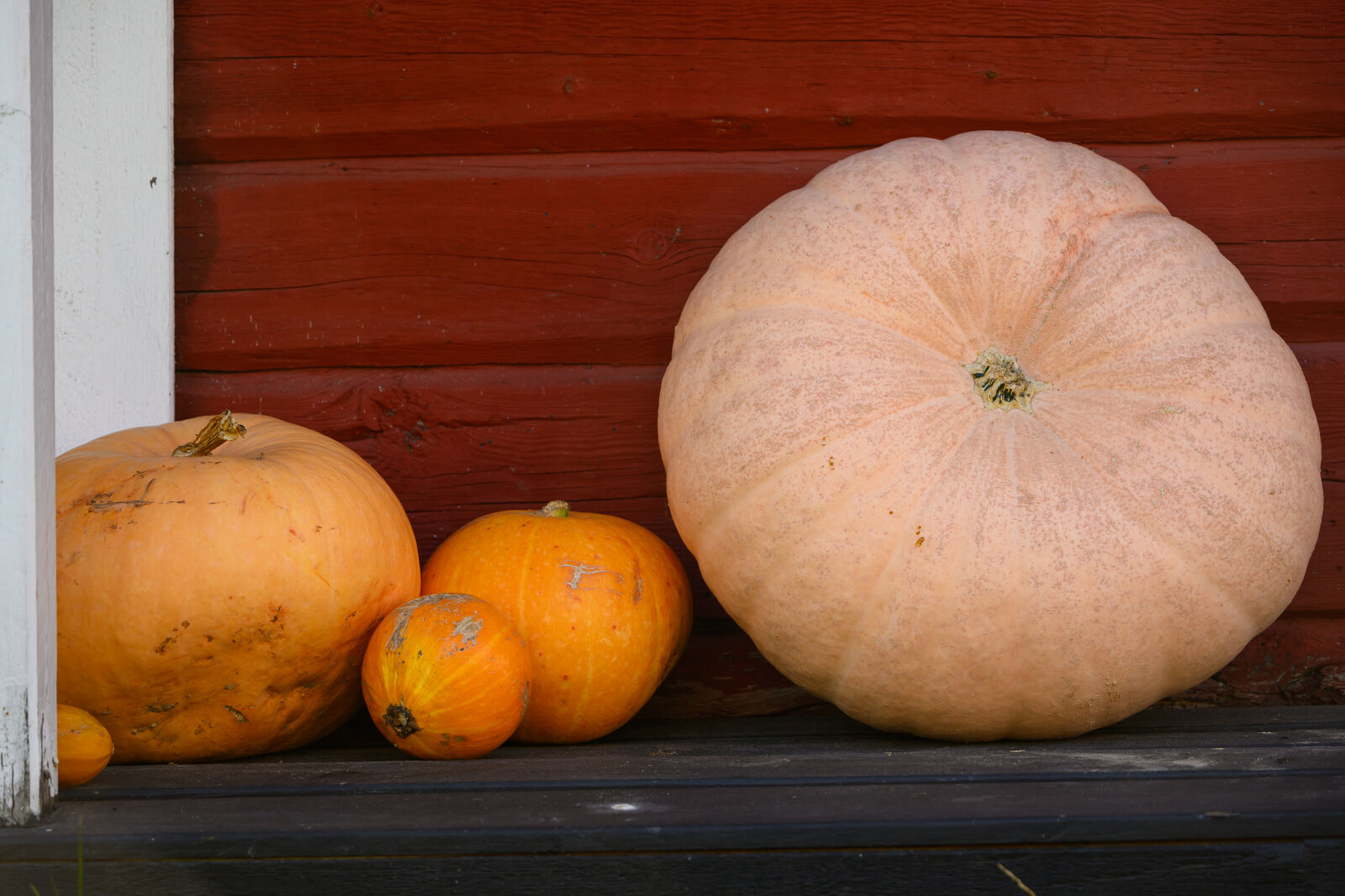 Nikon Z8 sample photo. Autumn harvest photography