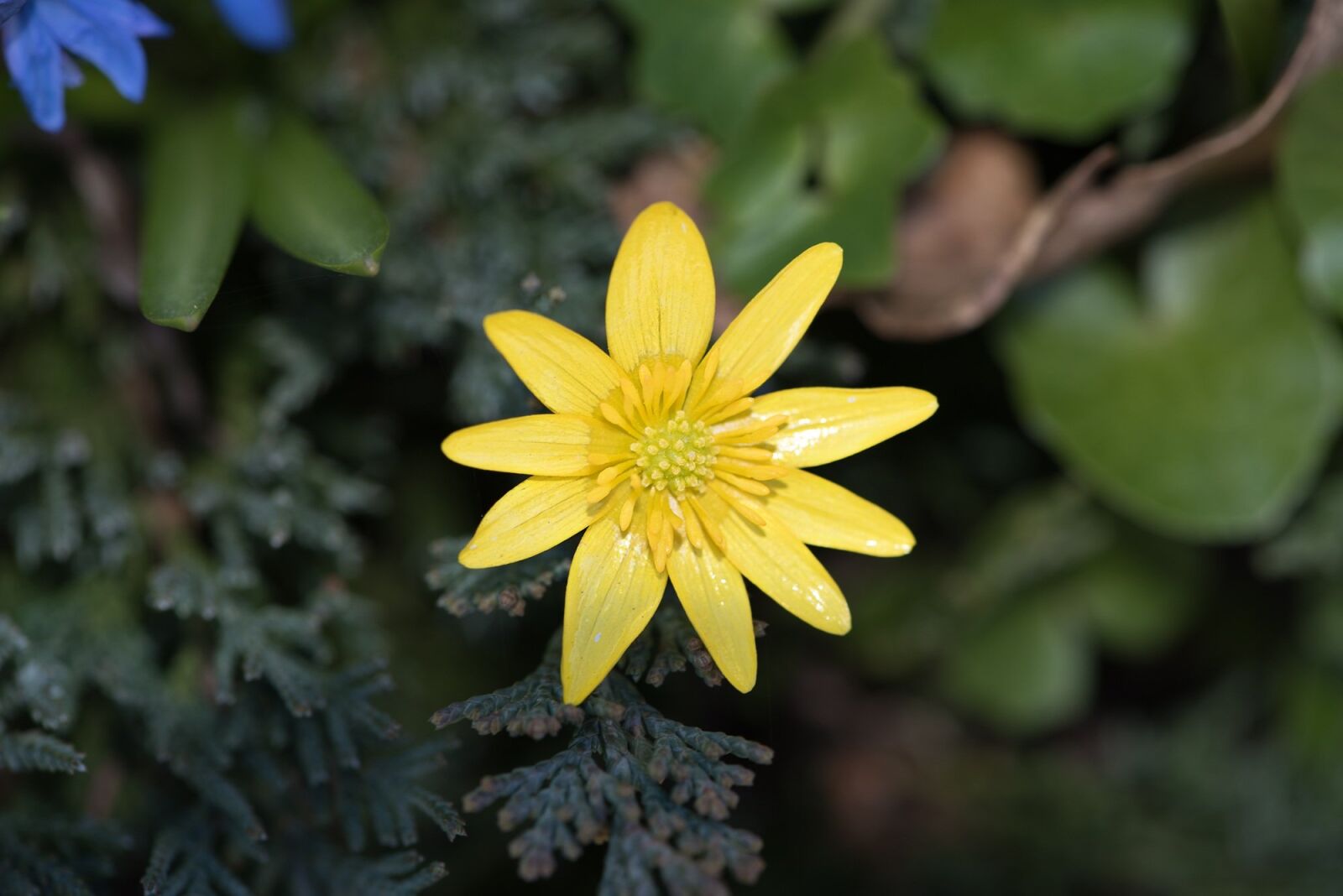 Nikon D750 sample photo. Celandine, flower, yellow spring photography