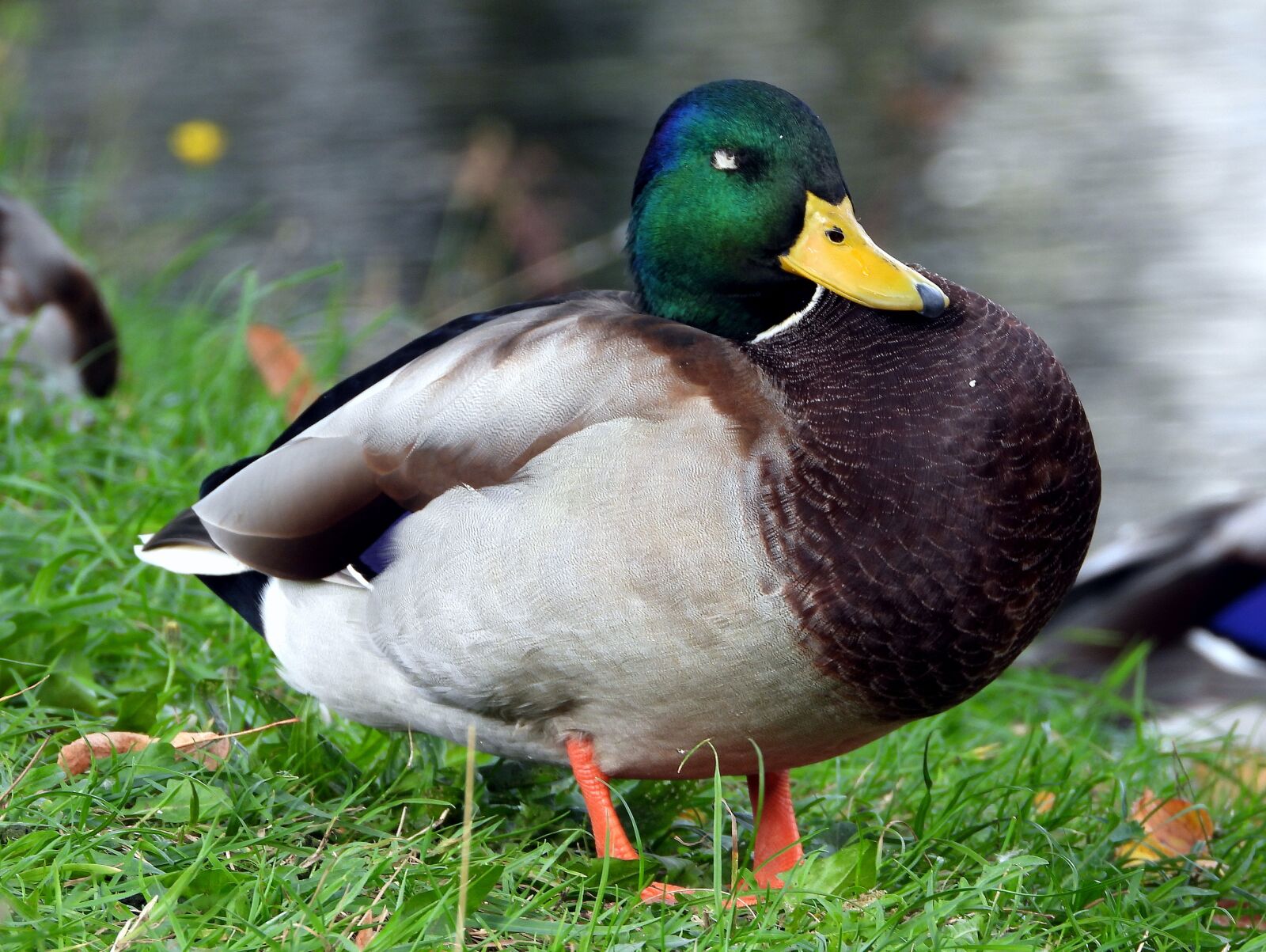 Nikon Coolpix P1000 sample photo. Duck, the wild duck photography