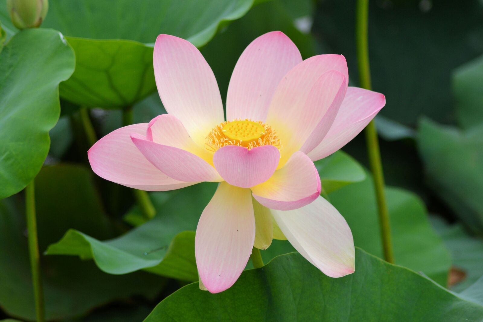 Nikon D3100 sample photo. Flower, lotus flower, nature photography