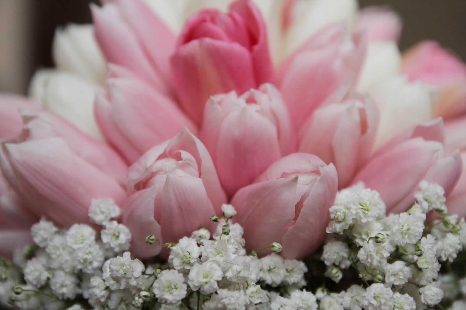 Canon EOS 7D sample photo. Bouquet, pinkish, tulips, pink photography
