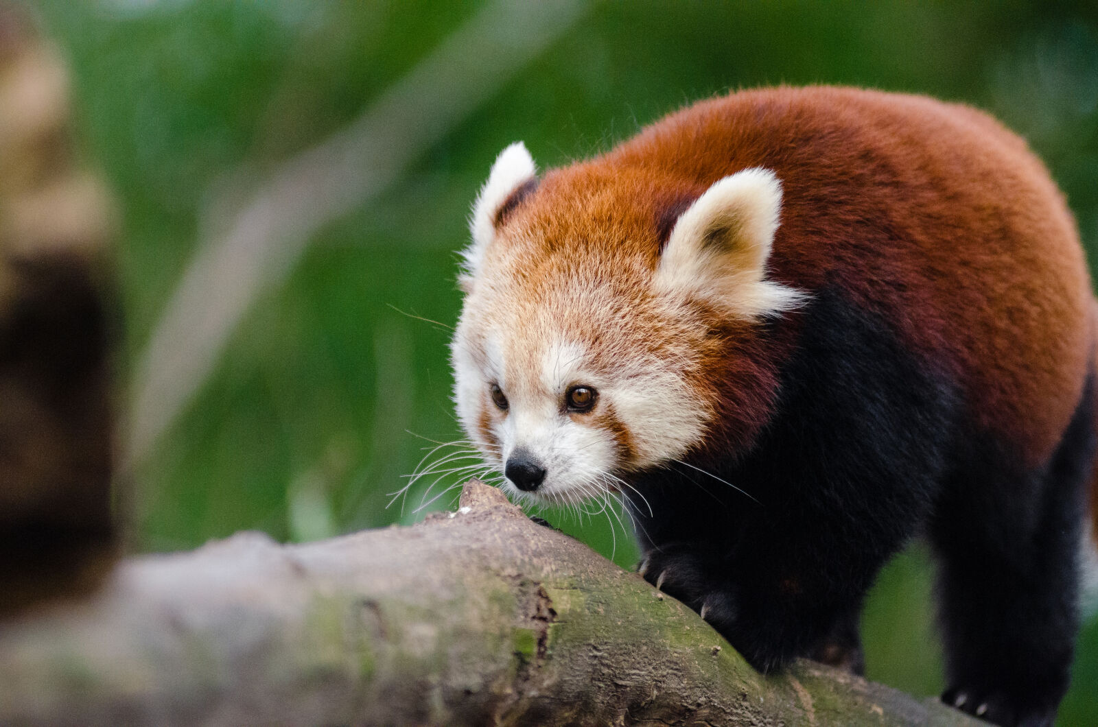 AF Zoom-Nikkor 80-200mm f/2.8 ED sample photo