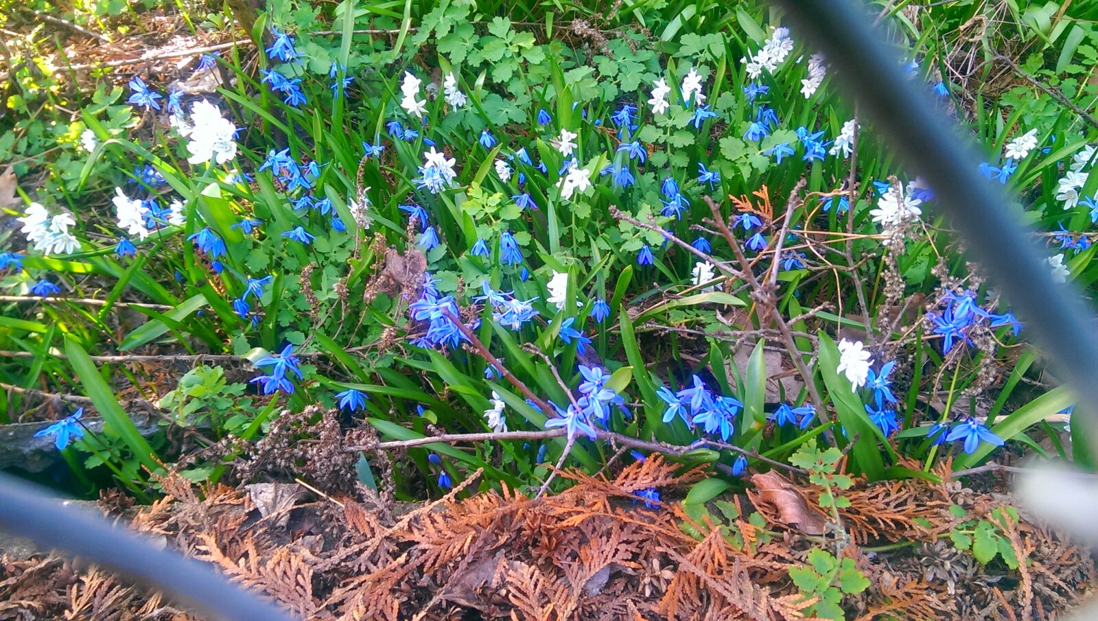 HTC ONE MINI sample photo. Blue, flowers photography