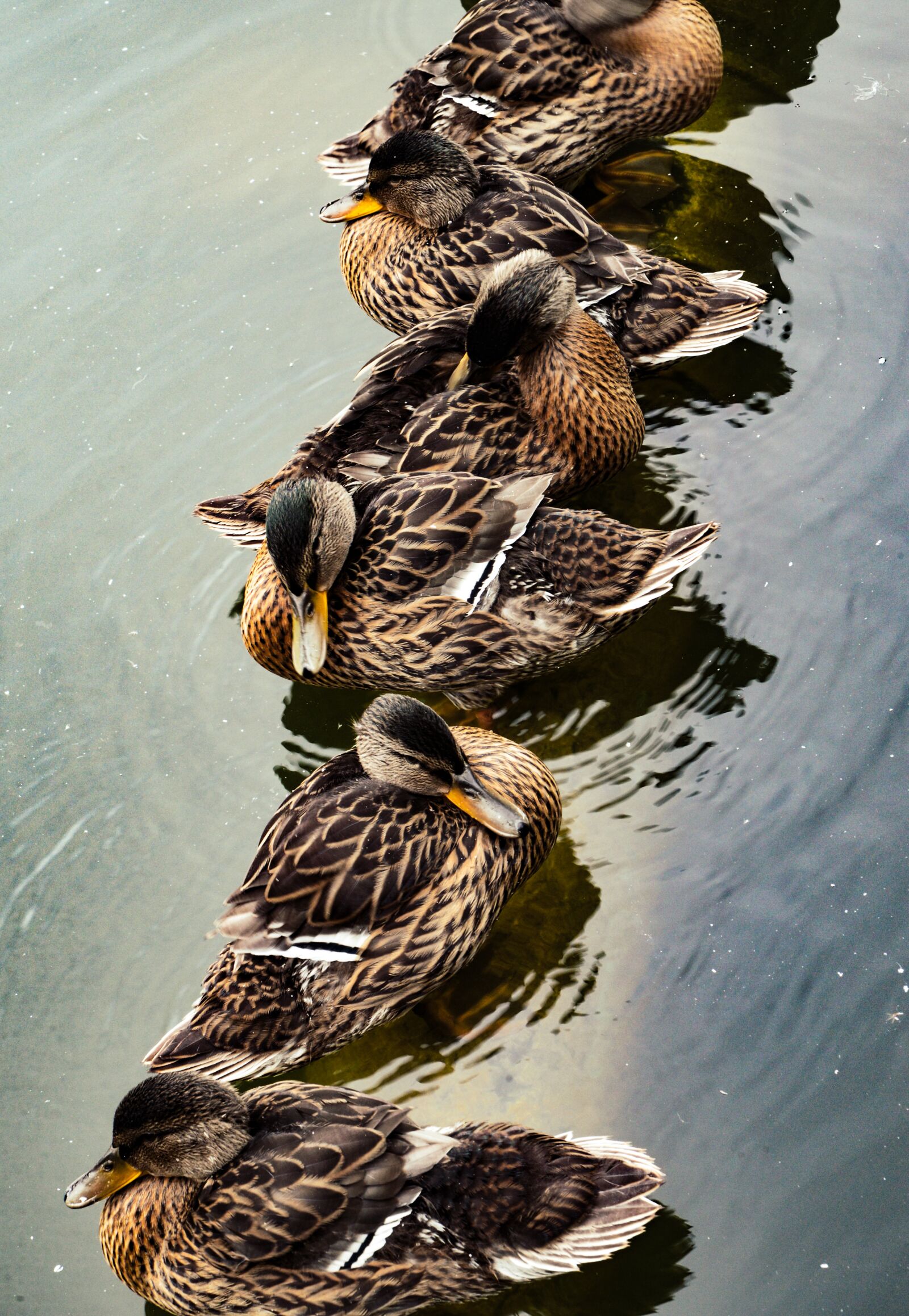 Nikon D610 sample photo. Ducks, bird, water photography