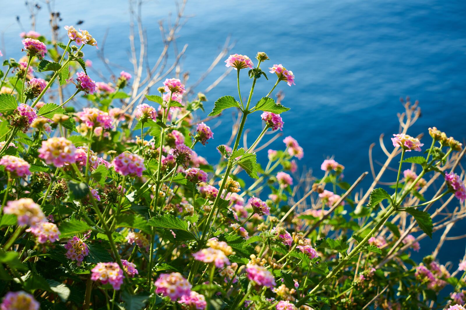 Sony a7R II sample photo. Flowers, leaves, nature photography
