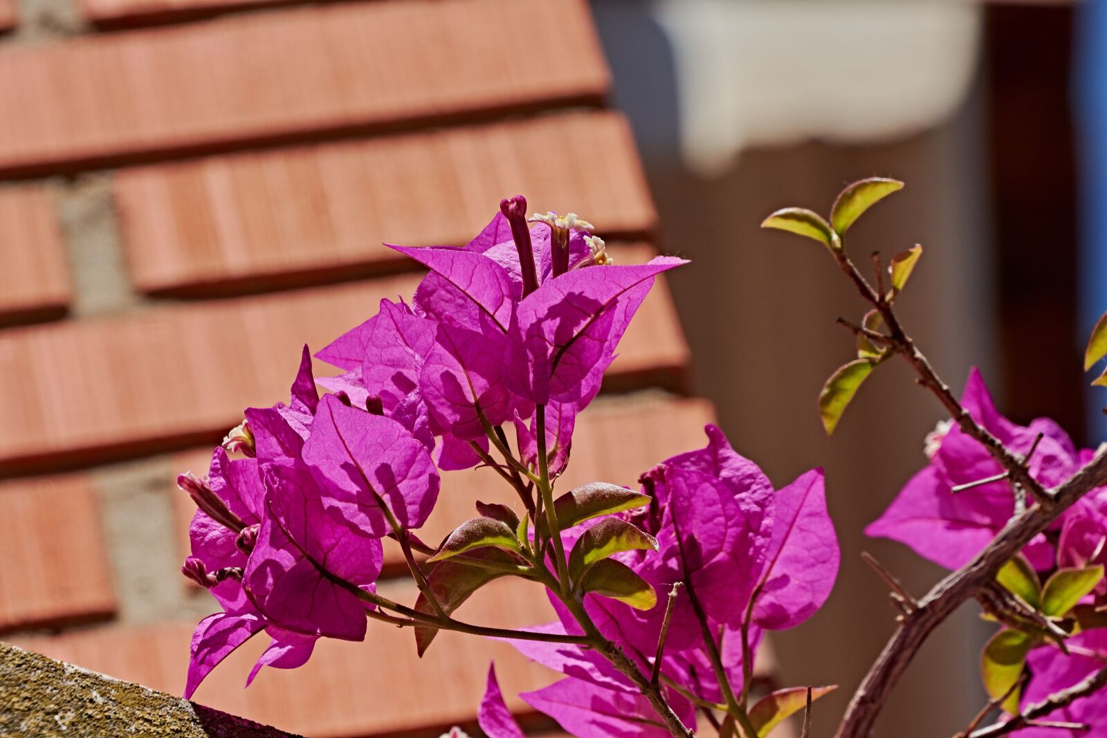 Nikon D7200 sample photo. Bougainvillea, garden, flower photography