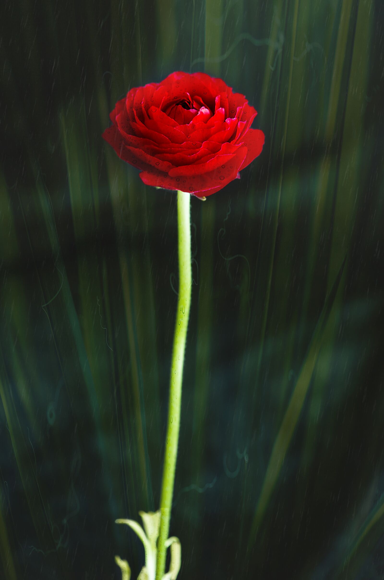 Nikon D3S sample photo. Flower, plant, rose photography