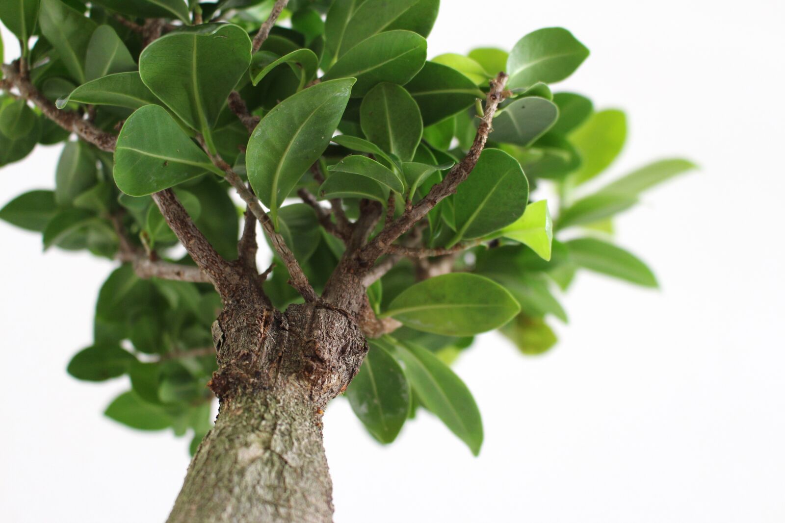 Canon EOS 700D (EOS Rebel T5i / EOS Kiss X7i) sample photo. Leaf, plant, growth photography