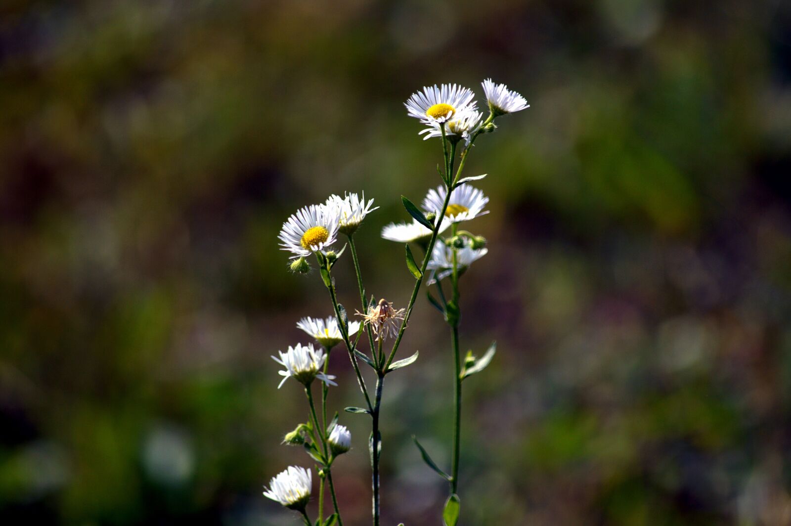 Nikon D3200 sample photo. Daisy, plant, nature photography