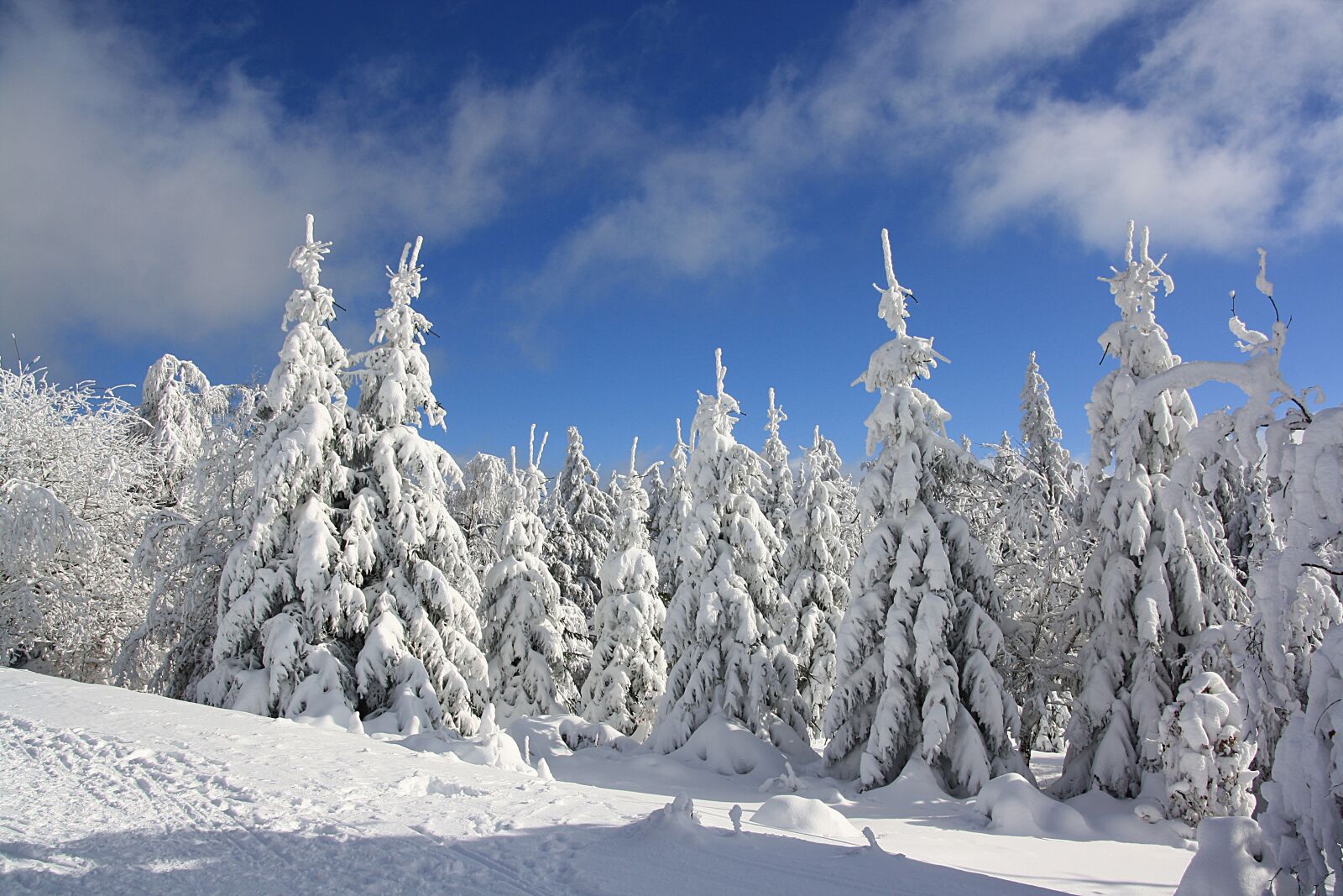 Canon EOS 1000D (EOS Digital Rebel XS / EOS Kiss F) sample photo. Snow, winter, frost photography