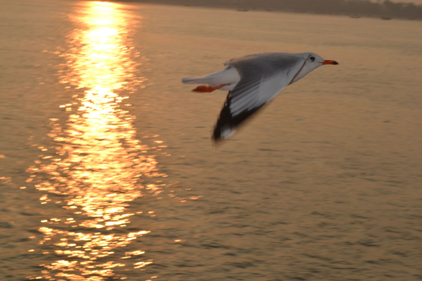 Nikon D3100 sample photo. Sea, sea, bird photography
