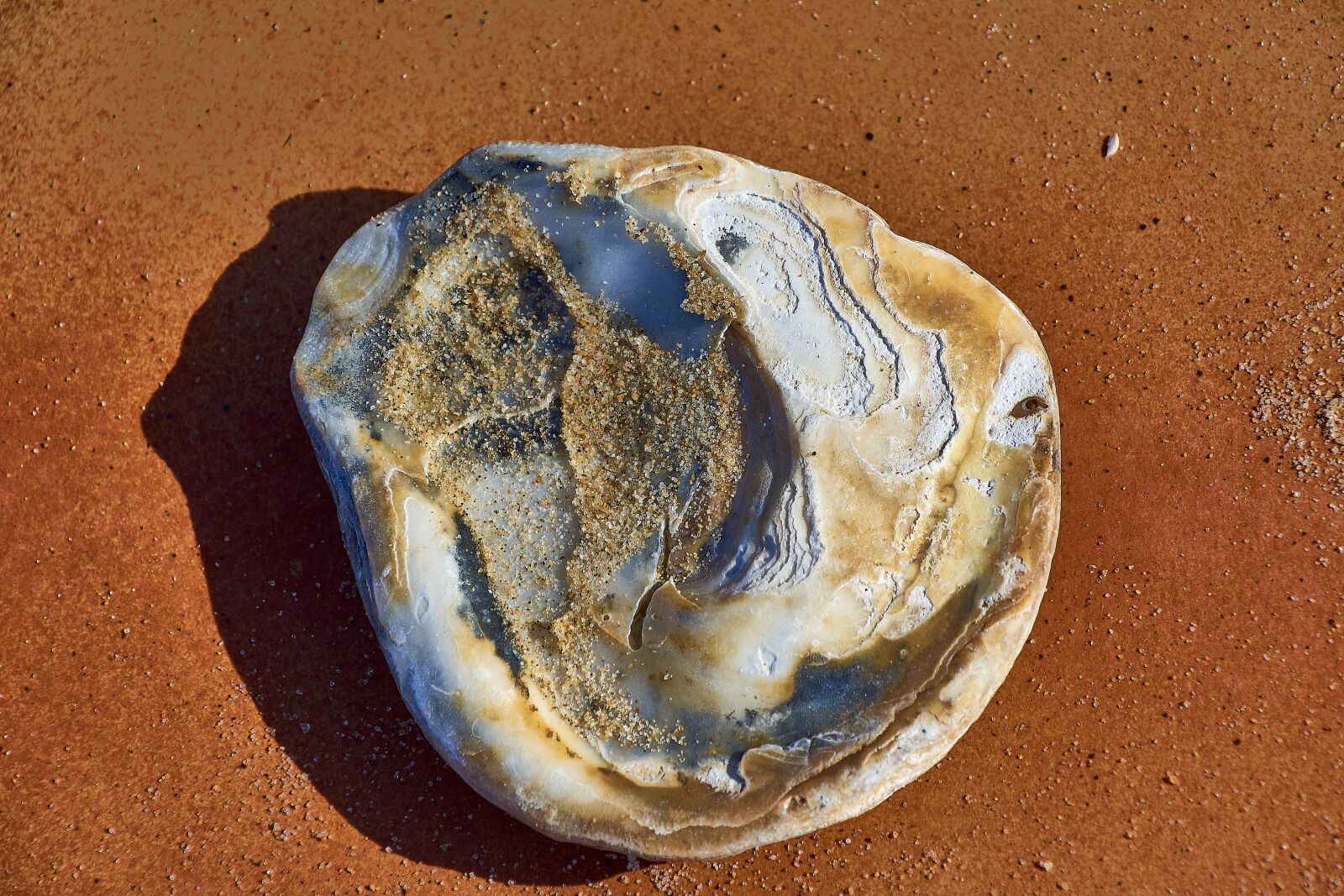 Nikon D7200 sample photo. Shell, sand, beach photography
