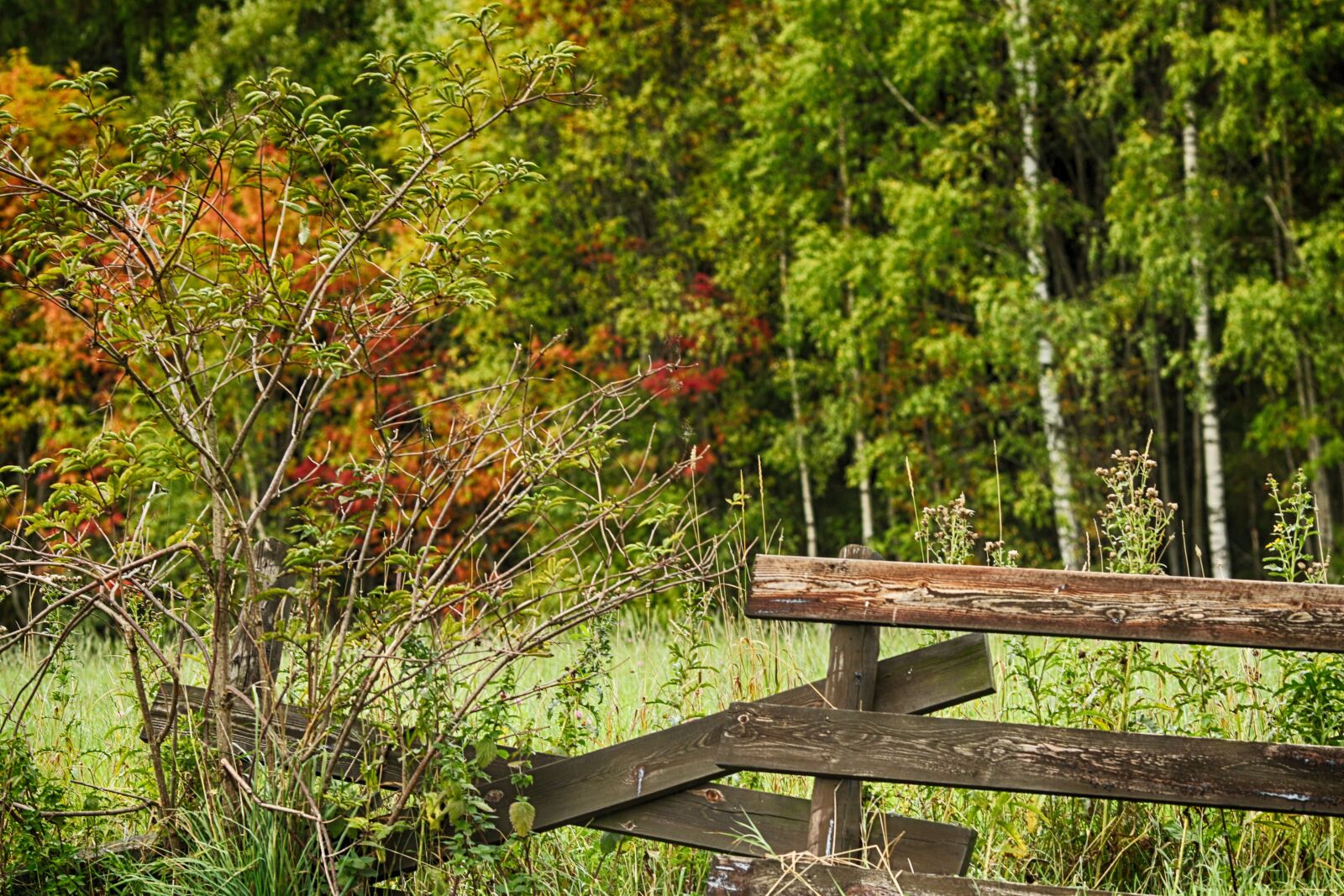 Canon EOS 7D Mark II + Canon EF 135mm F2L USM sample photo. Autumn, landscape, fall photography