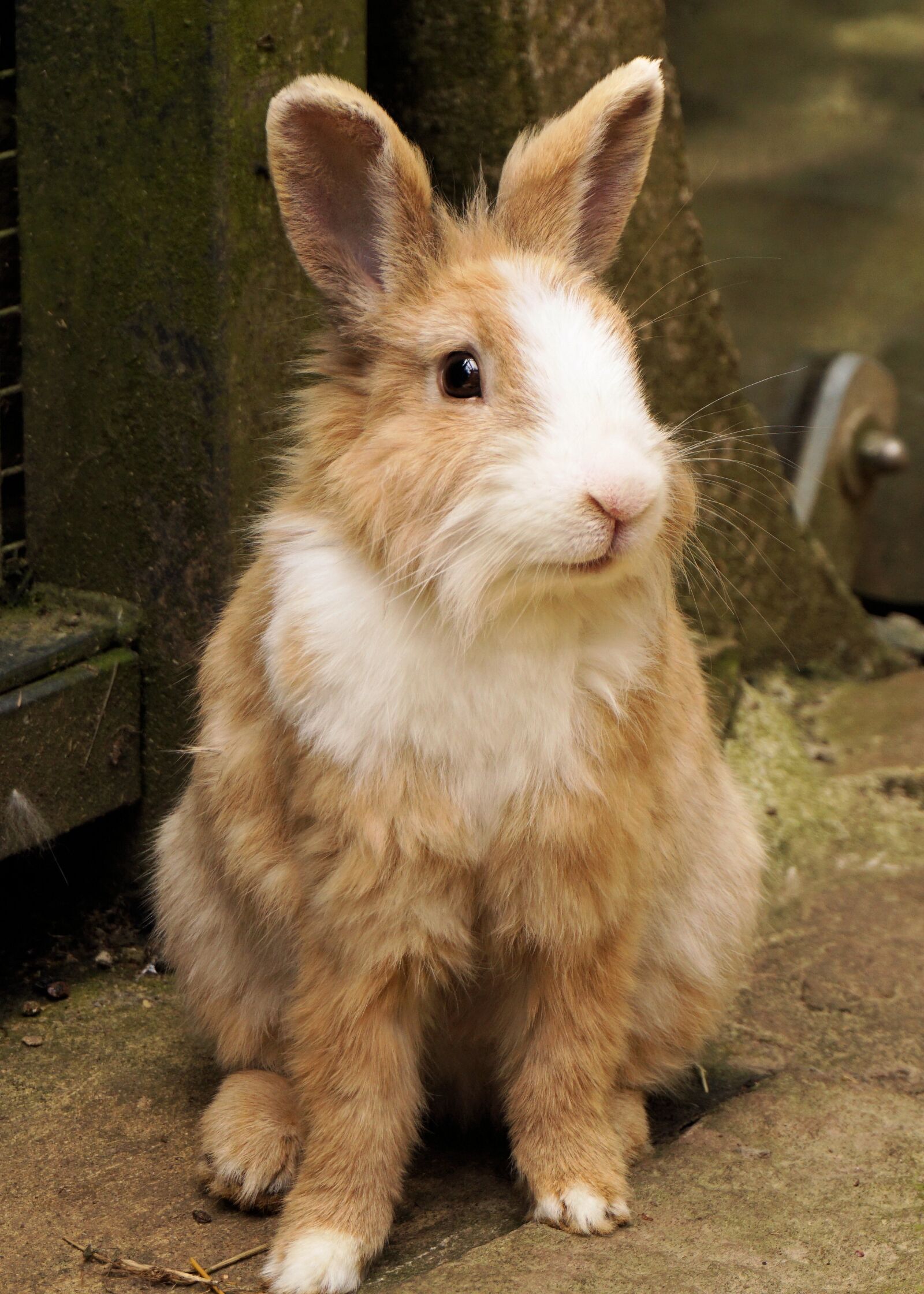 Sony a6000 sample photo. Rabbit, hare, pet photography