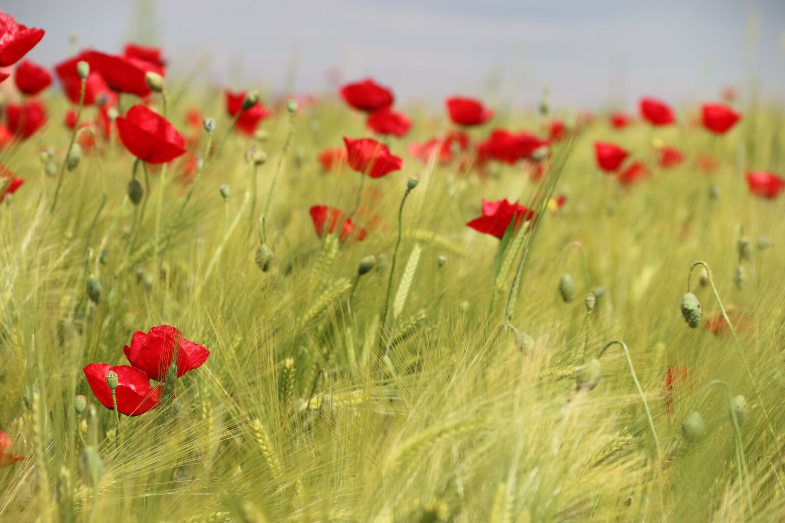 Canon EF-S 18-135mm F3.5-5.6 IS sample photo. Papaver rhoeas, flower, plant photography