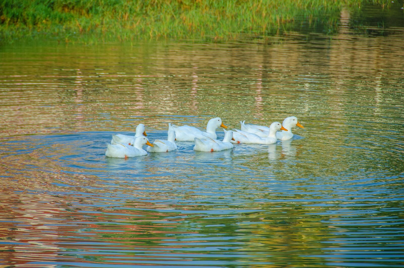 Nikon D7000 sample photo. Ducklings, ducks, water photography