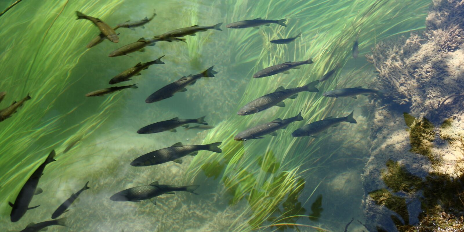 Canon EOS 400D (EOS Digital Rebel XTi / EOS Kiss Digital X) sample photo. Fish, trout, water photography
