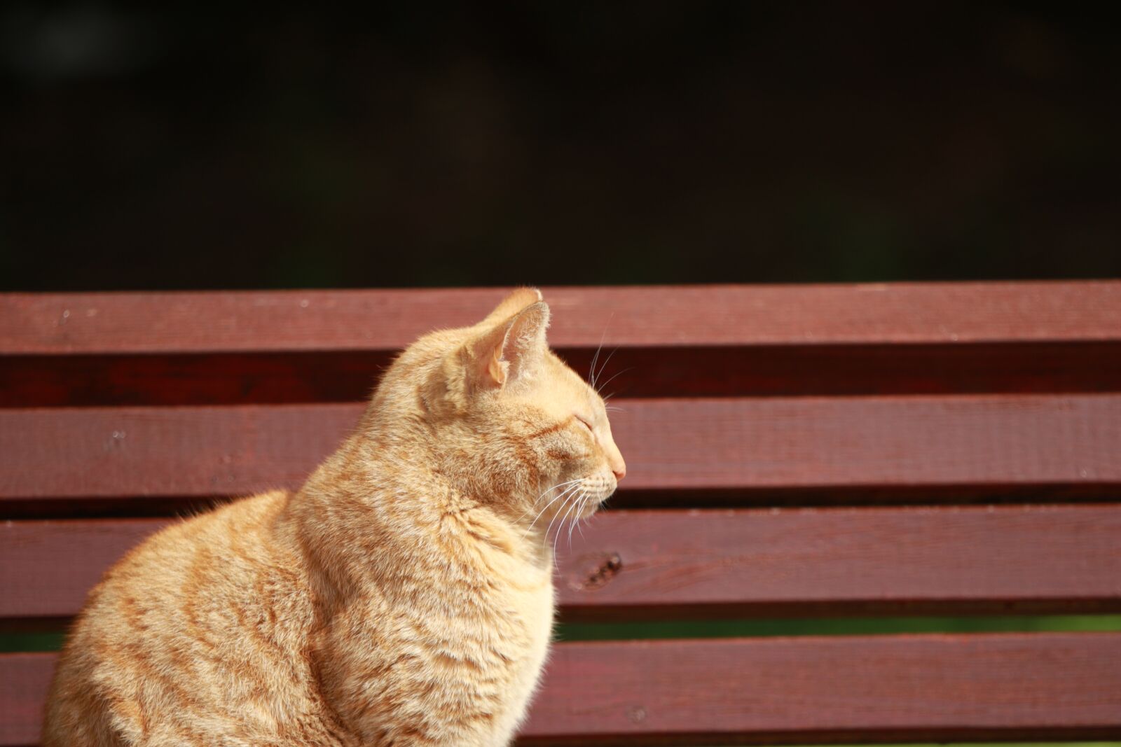 Tamron SP 70-200mm F2.8 Di VC USD G2 sample photo. Cat, bench, park photography