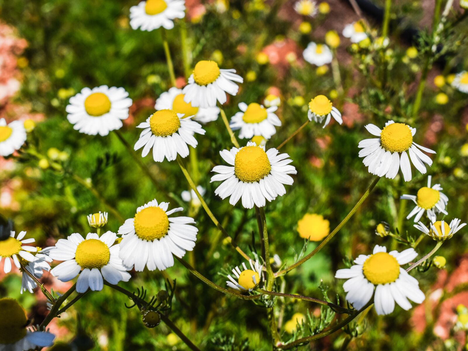 Nikon D3300 sample photo. Chamomile, herb, flower photography