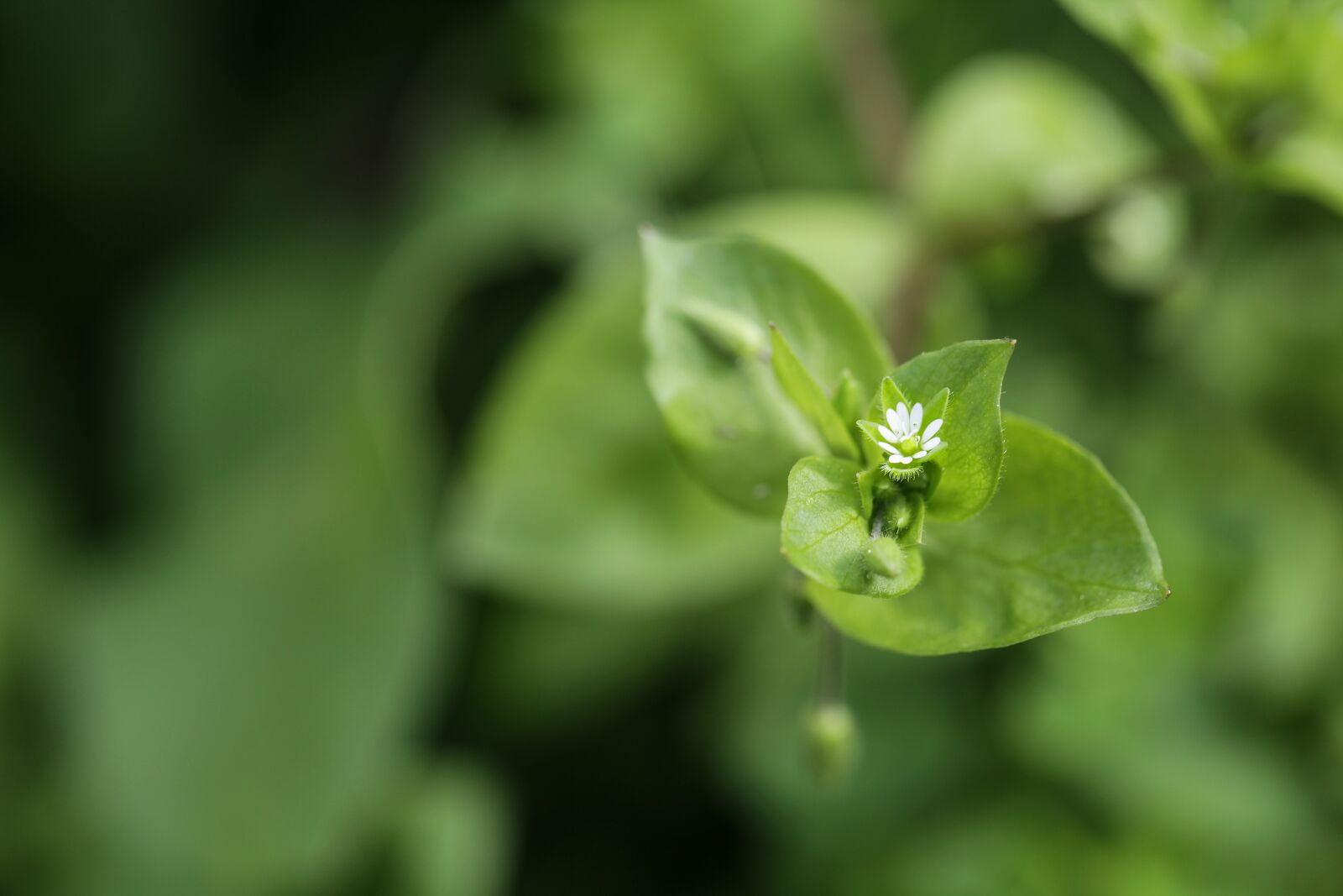 Canon EOS 5D Mark II sample photo. Flower, green, nature photography
